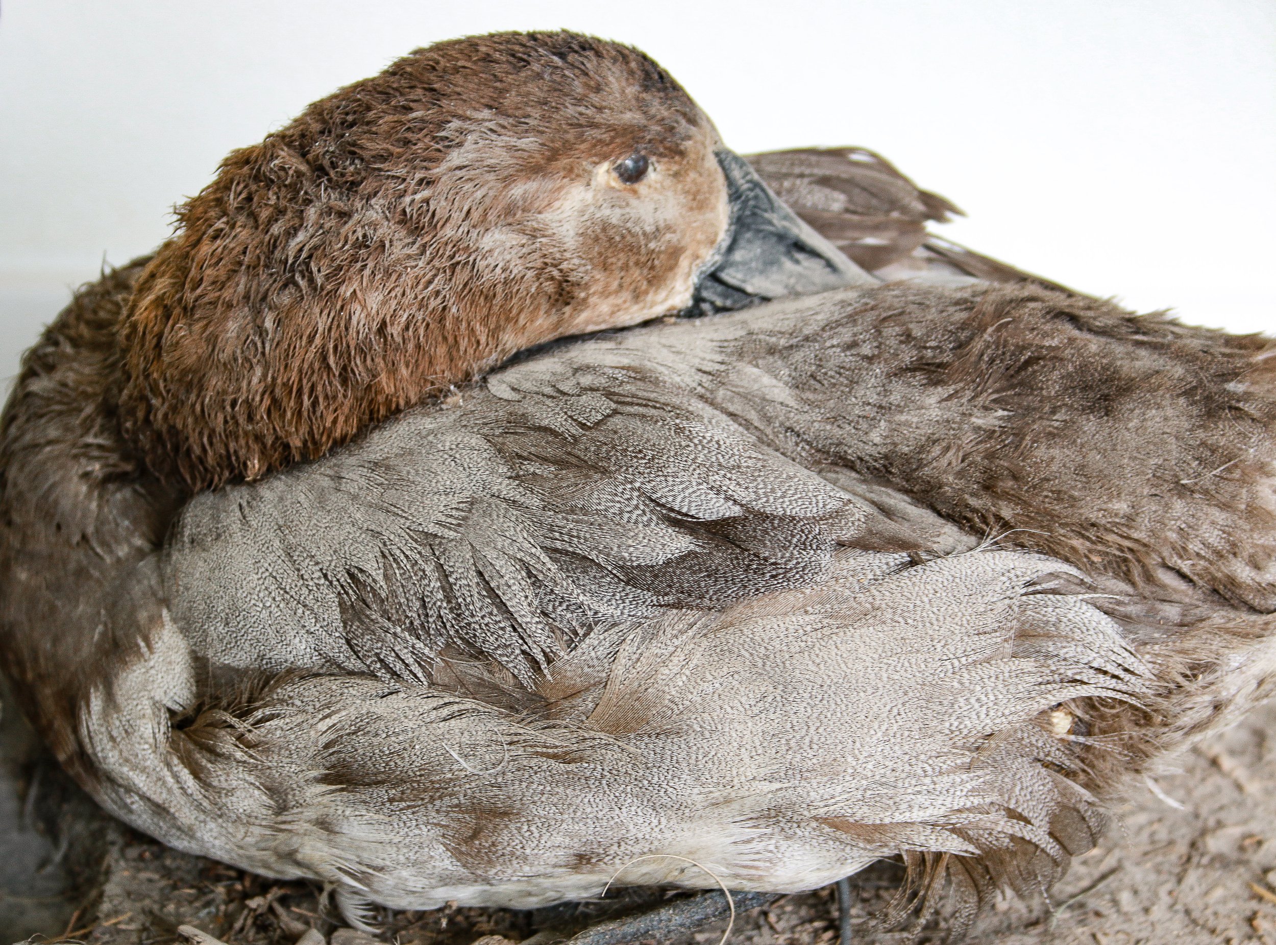 Avian Taxidermy restoration & cleaning service canvasback duck repair service.jpg