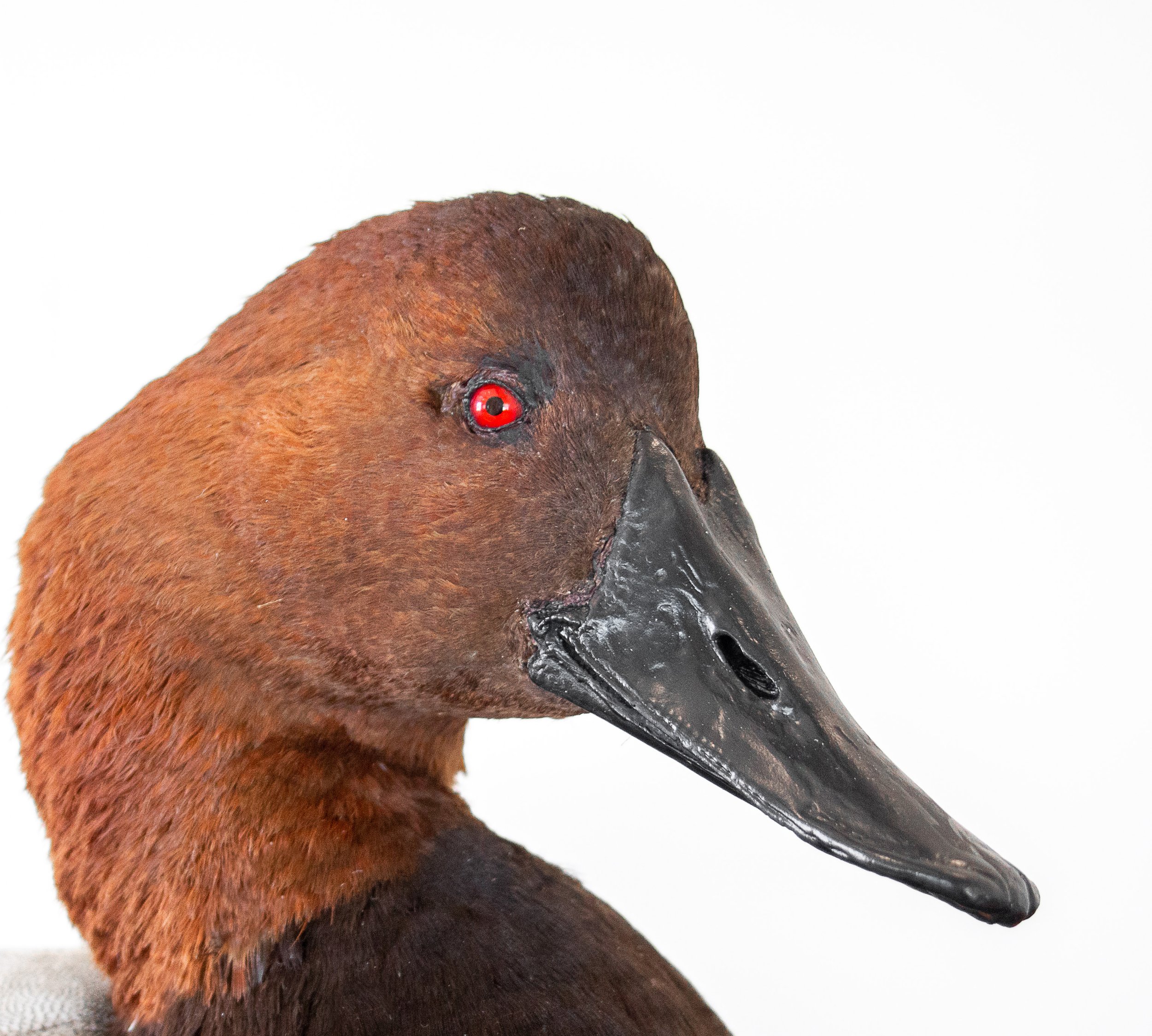 Avian Taxidermy cleaning and restoration canvasback duck.jpg