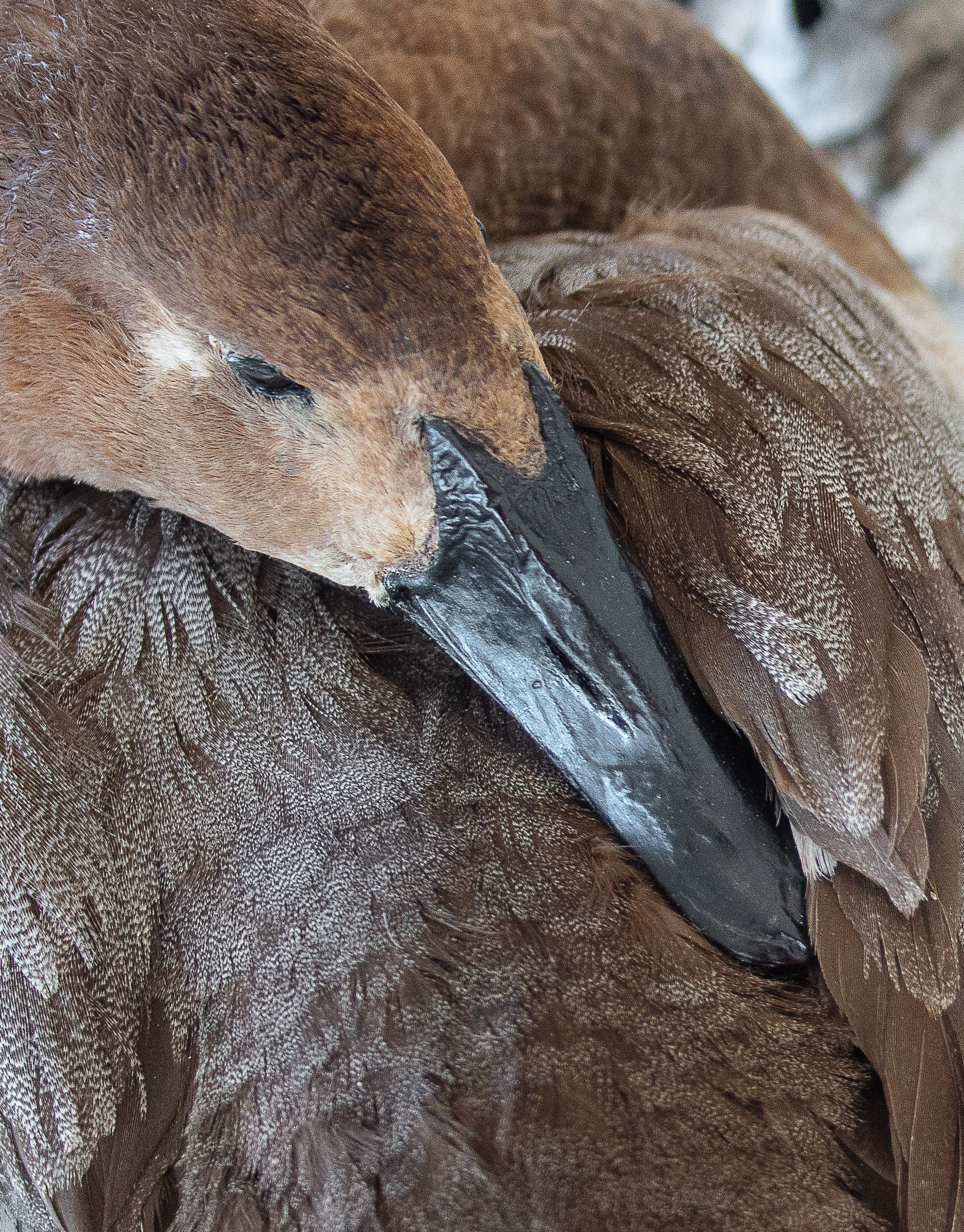 Avian Taxidermy restoration, cleaning service canvasback duck repairs.jpg