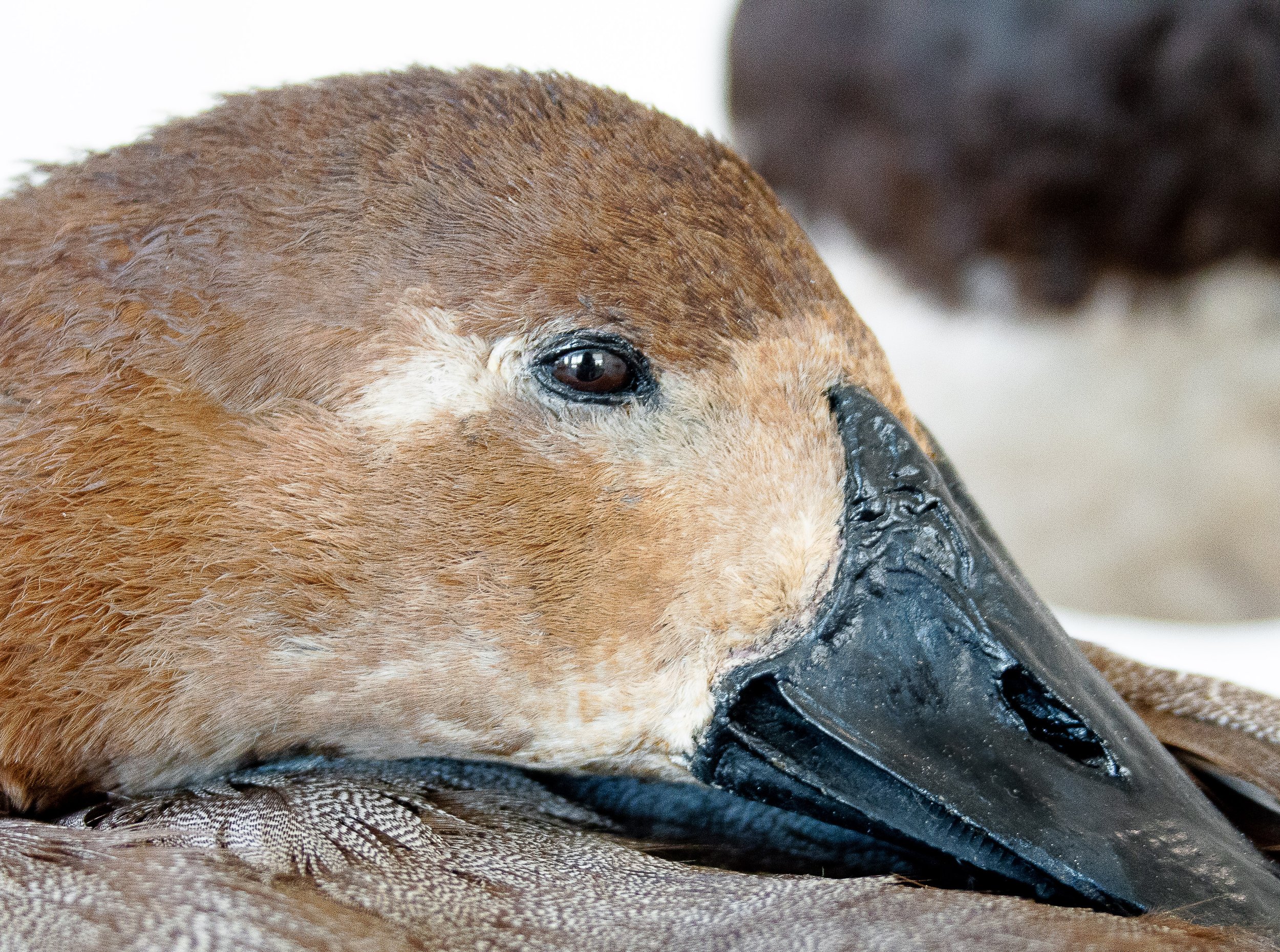 Avian Taxidermy restoration, cleaning service, canvasback duck repair.jpg