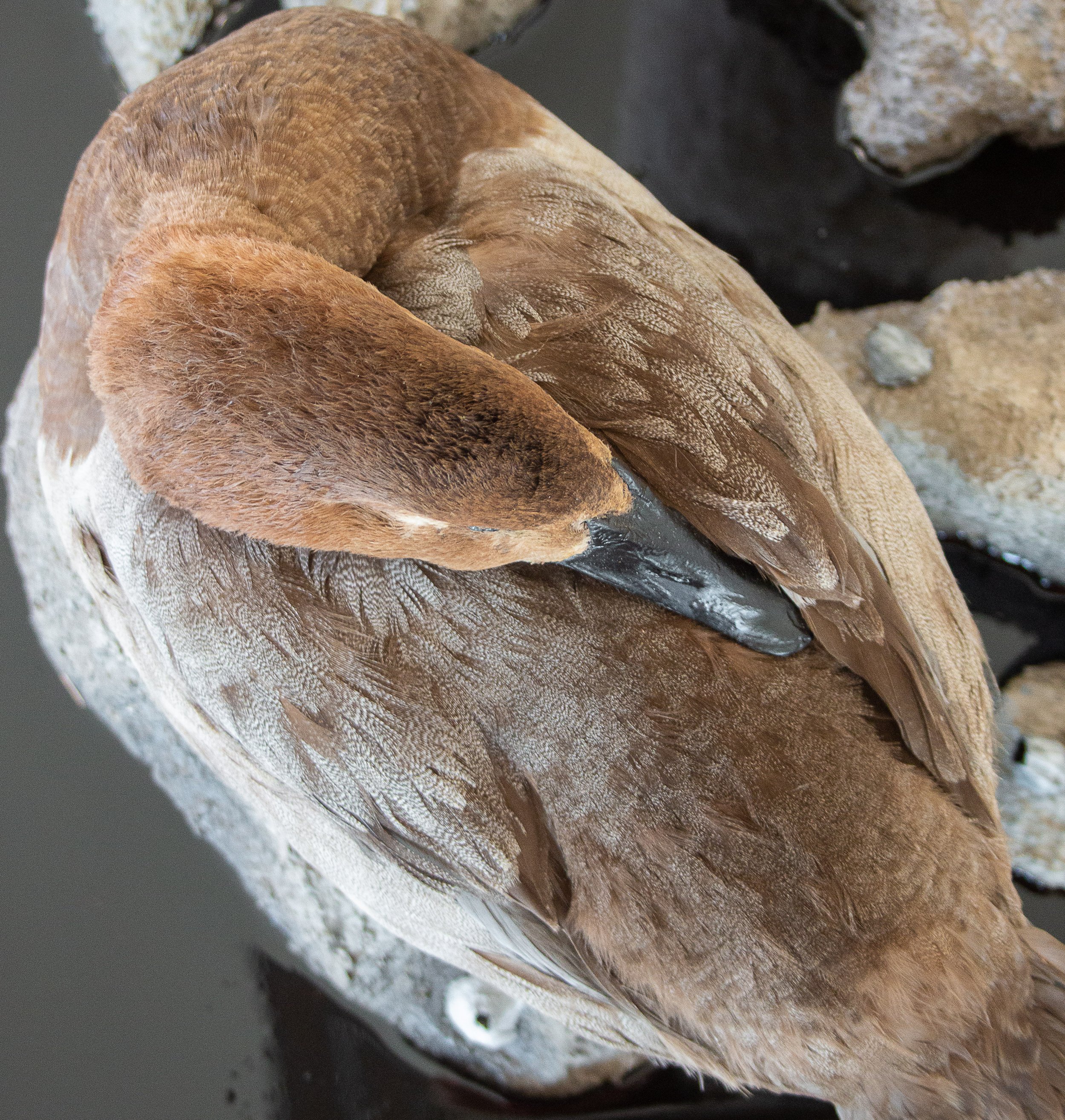 Avian Taxidermy restoration cleaning service, canvasback duck repairs.jpg