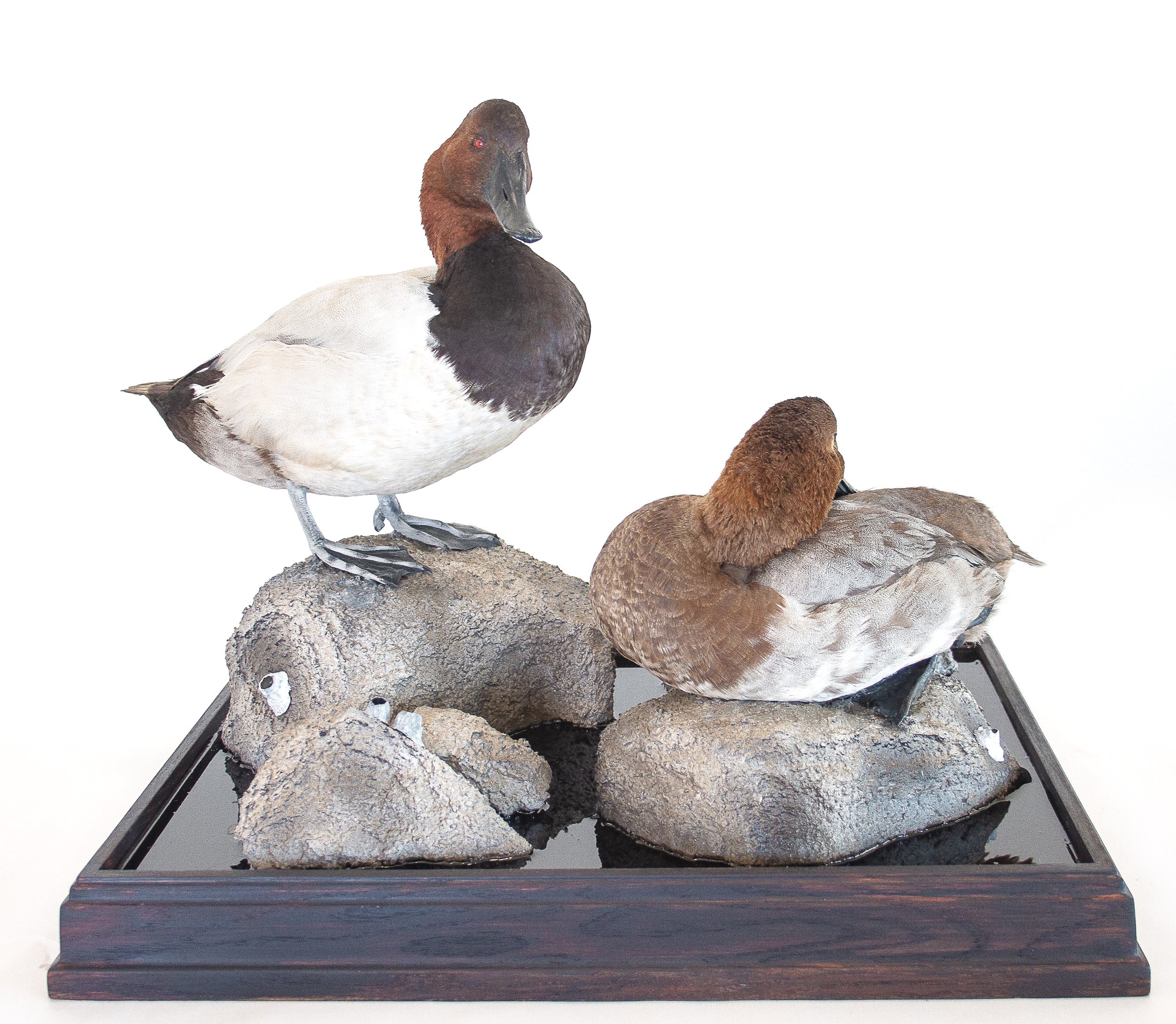 Avian+Taxidermy%2C+restoration+cleaning+service+canvasback+duck+repairs.jpg