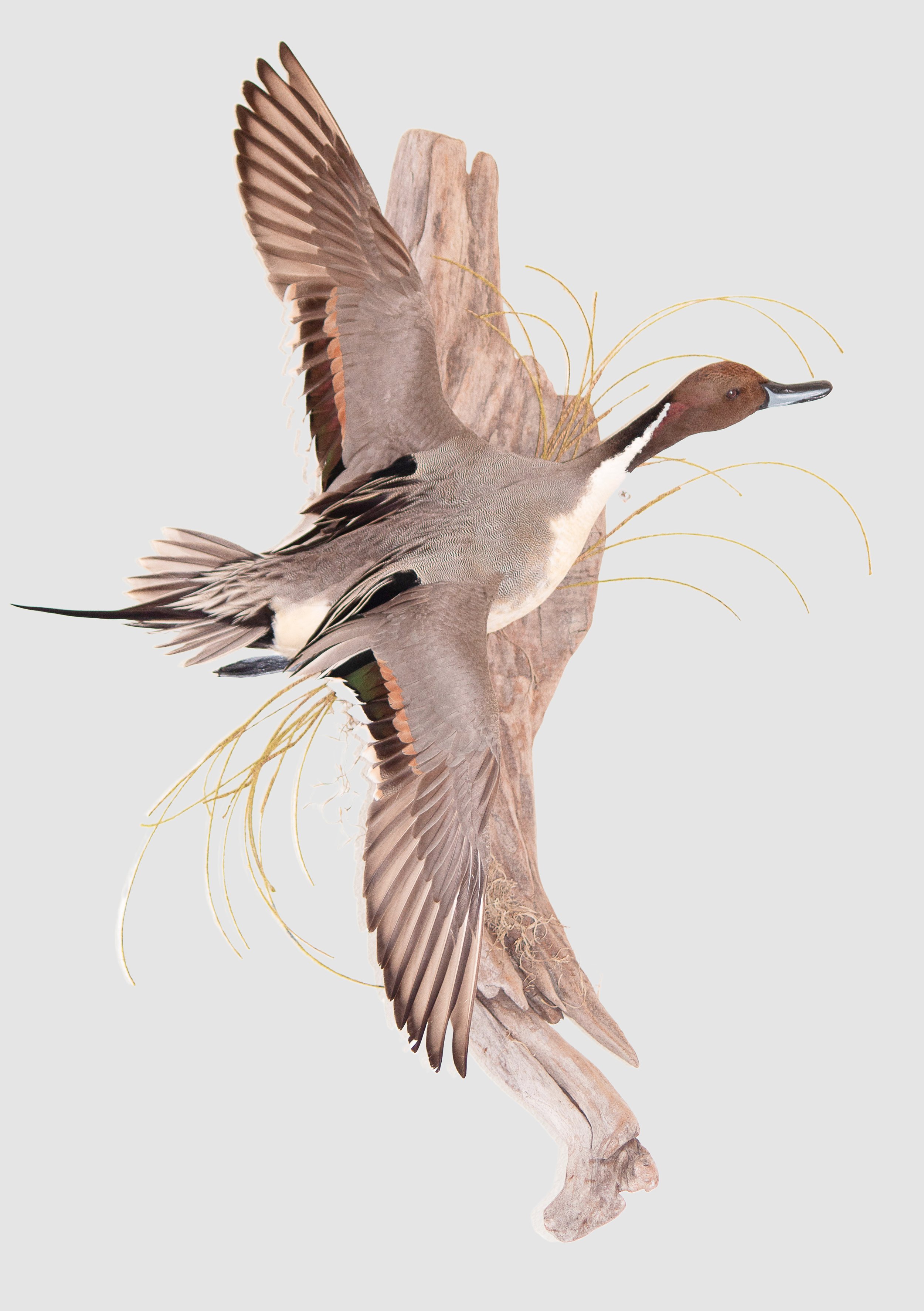 pintail mount, avian taxidermy, Jennifer Frost.jpg