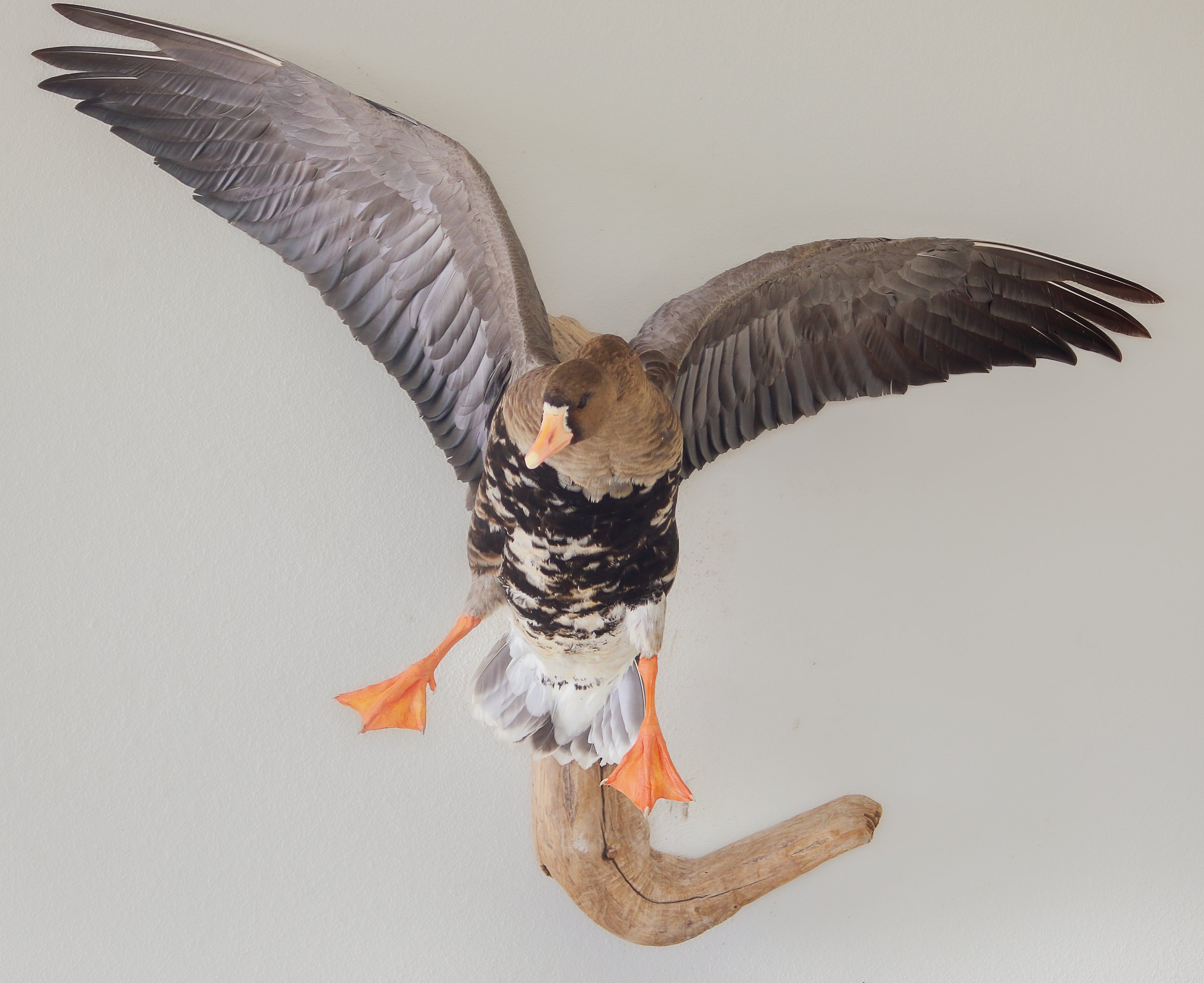 Goose mount, Avian Taxidermy.jpg