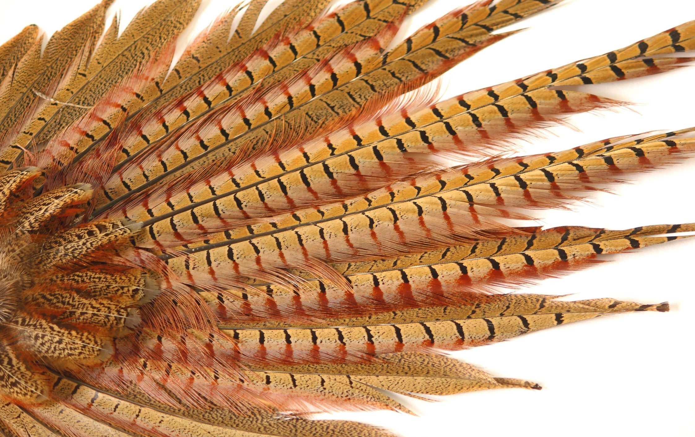 pheasant-11.jpg