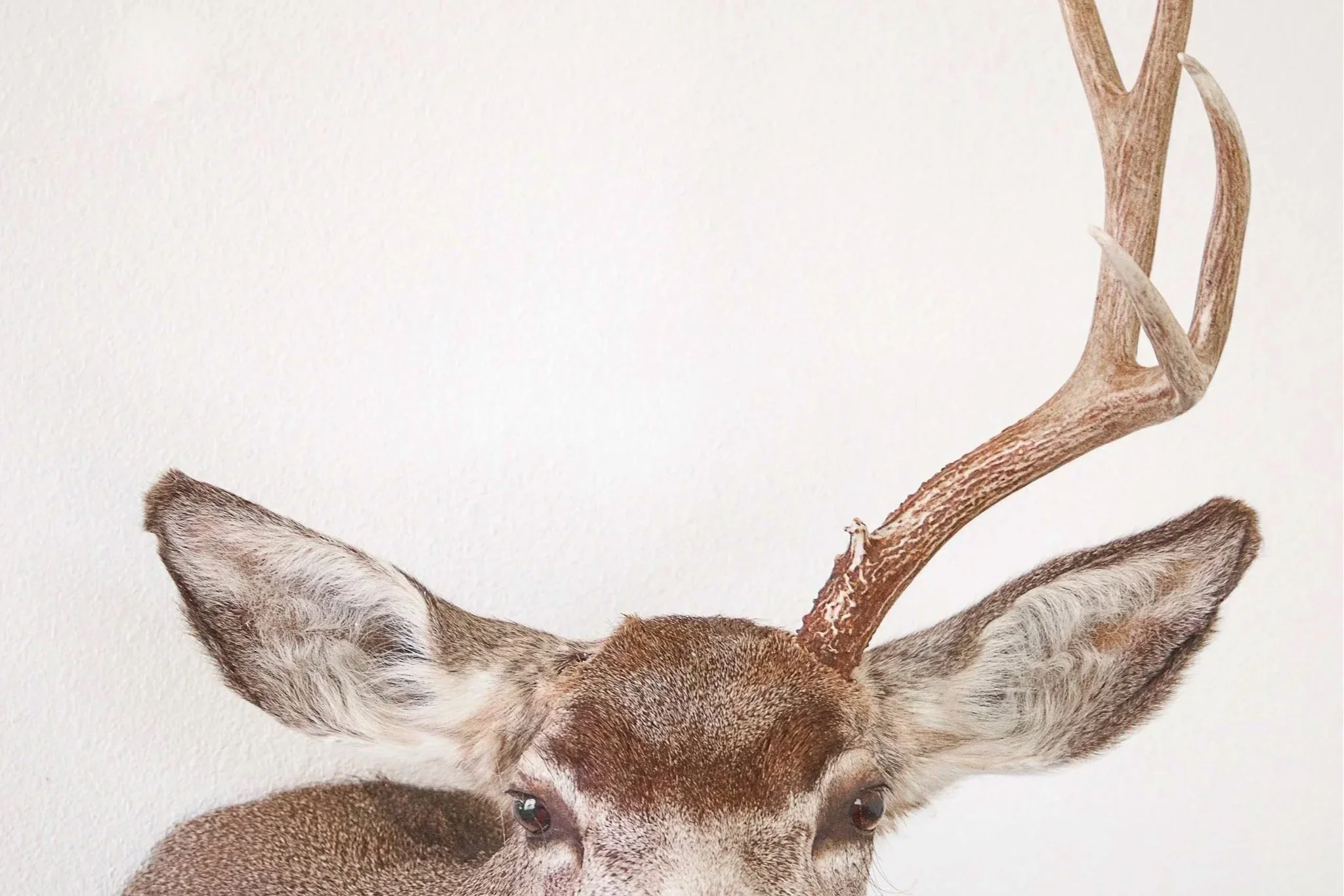 deer%2Bantler.%2Brepair%2Btaxidermy.jpg
