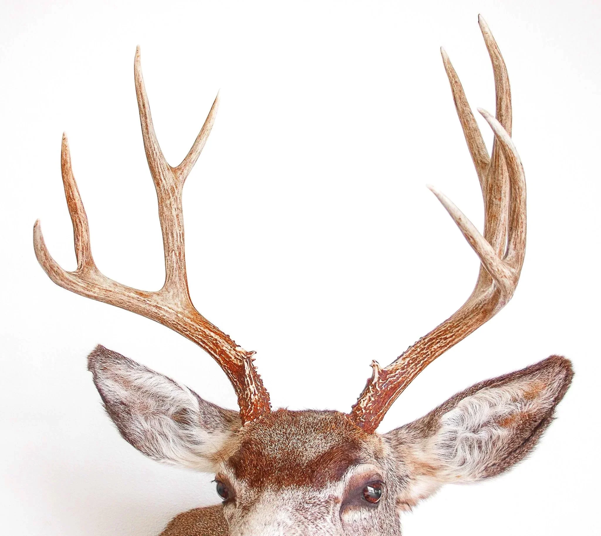 deer%2Bantler%2Brepair%2Btaxidermy.jpg