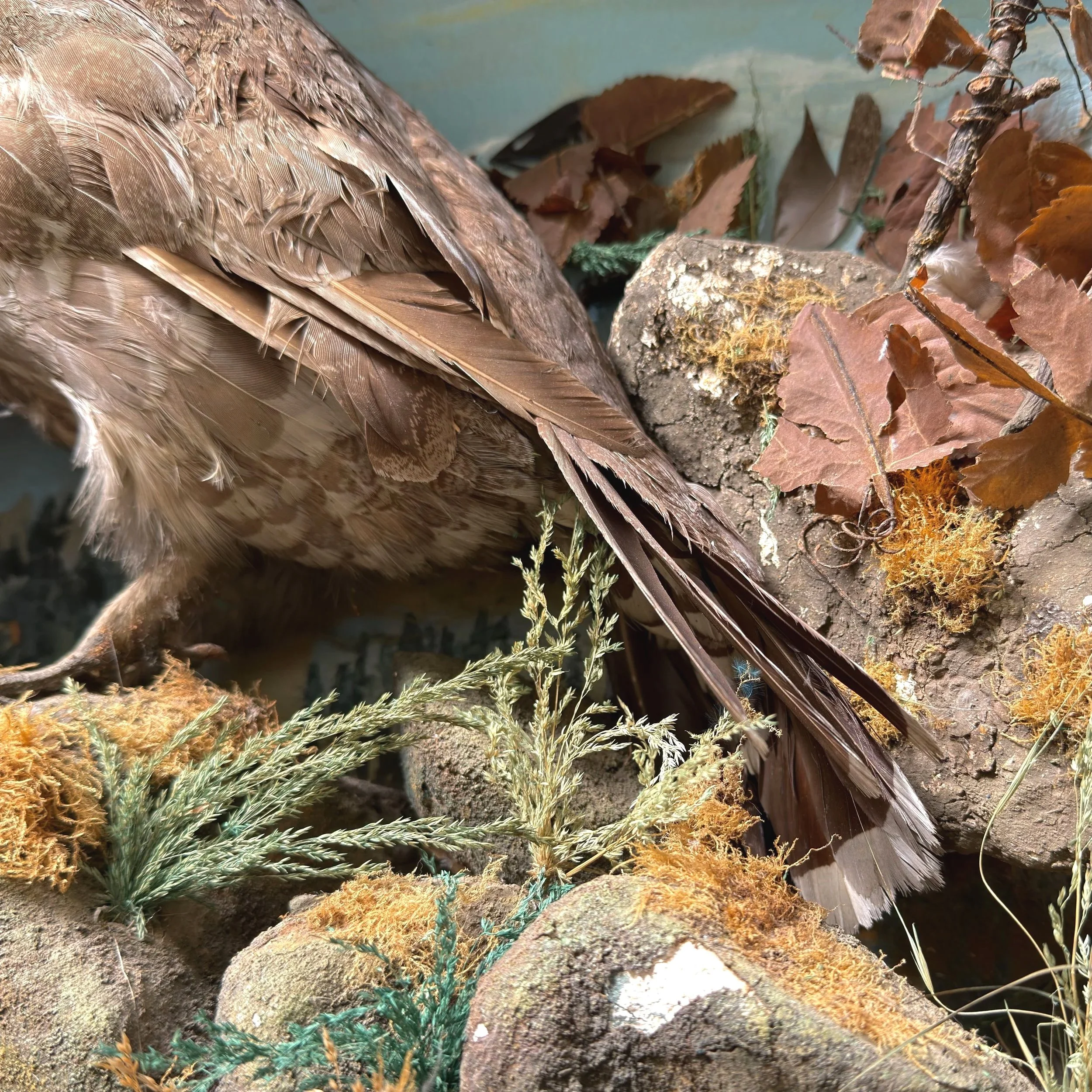 Before-+Grouse+Tail+Diorama.jpg