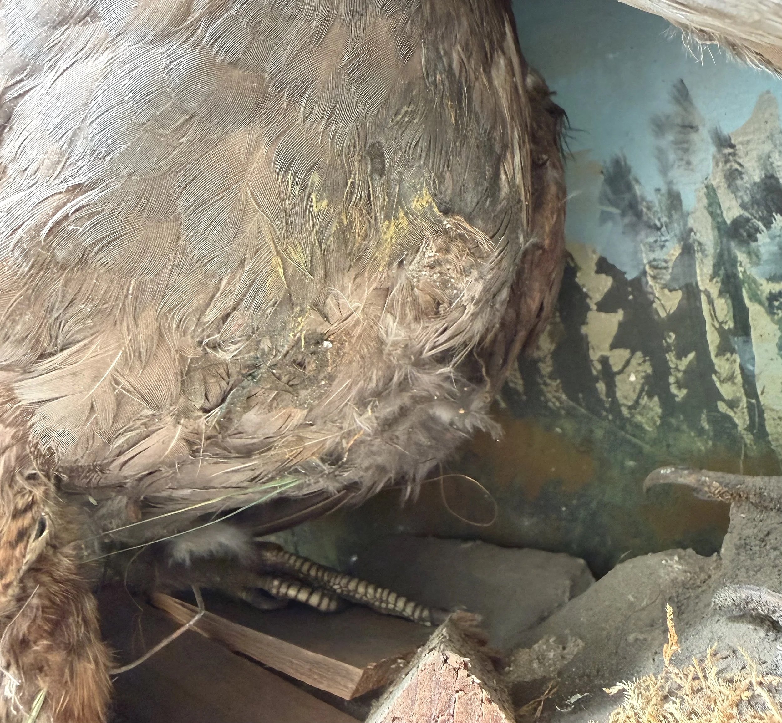Before-Mother+grouse+breast.jpg