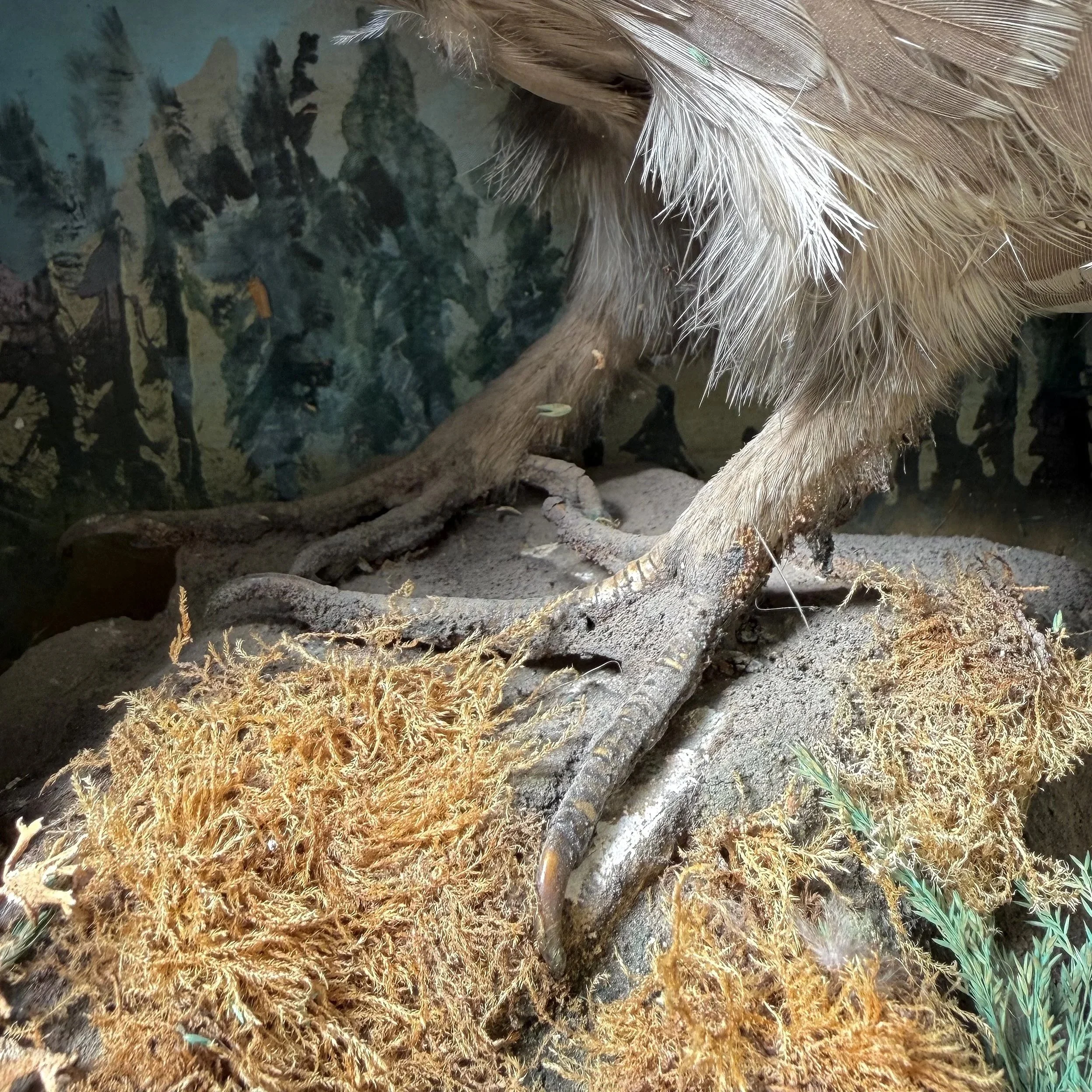 Before-Grouse+feet+diorama.jpg