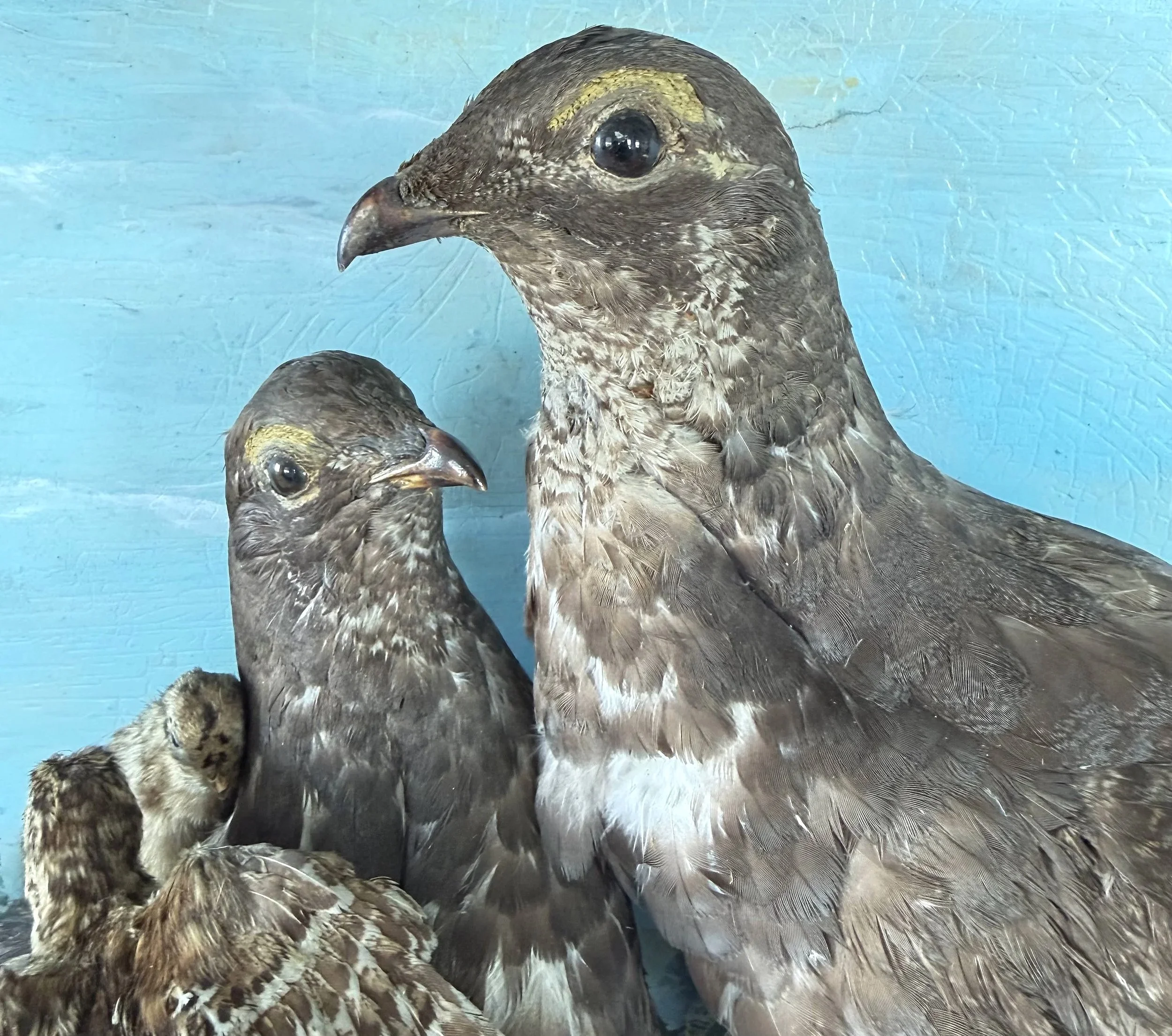 Before-eyes+grouse+diorama.jpg