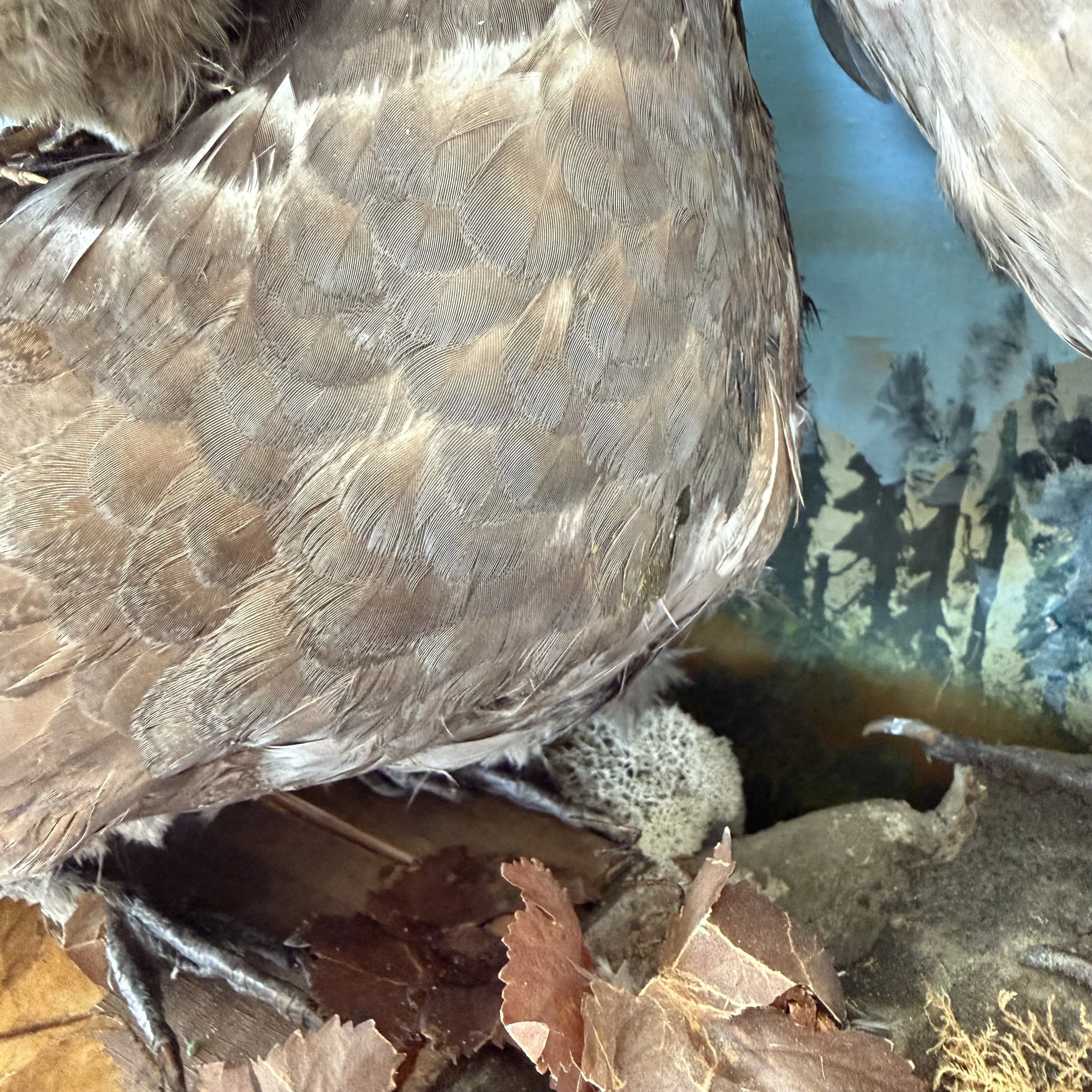 After-Mother grouse breast.jpeg