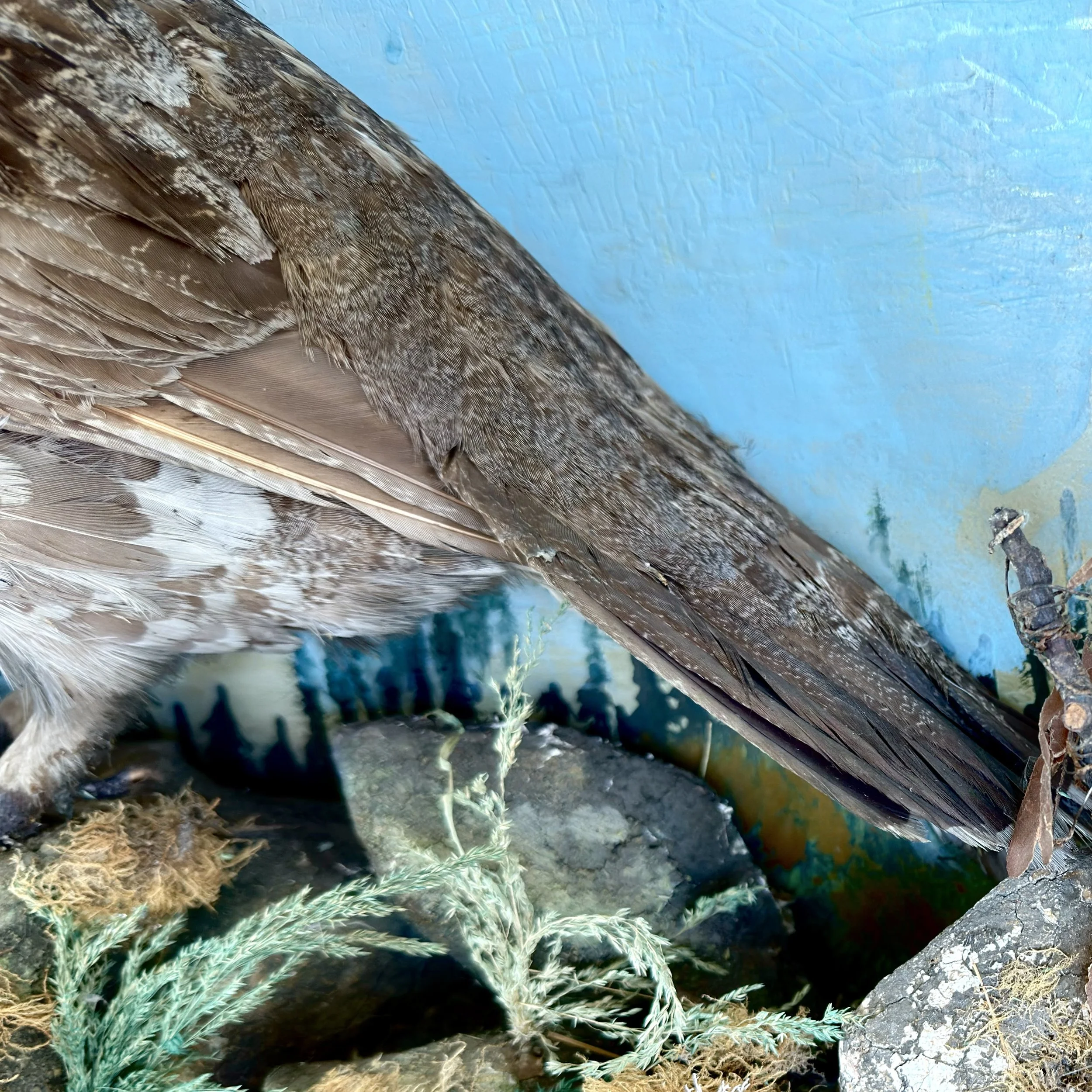 After-Grouse Tail Diorama.jpeg