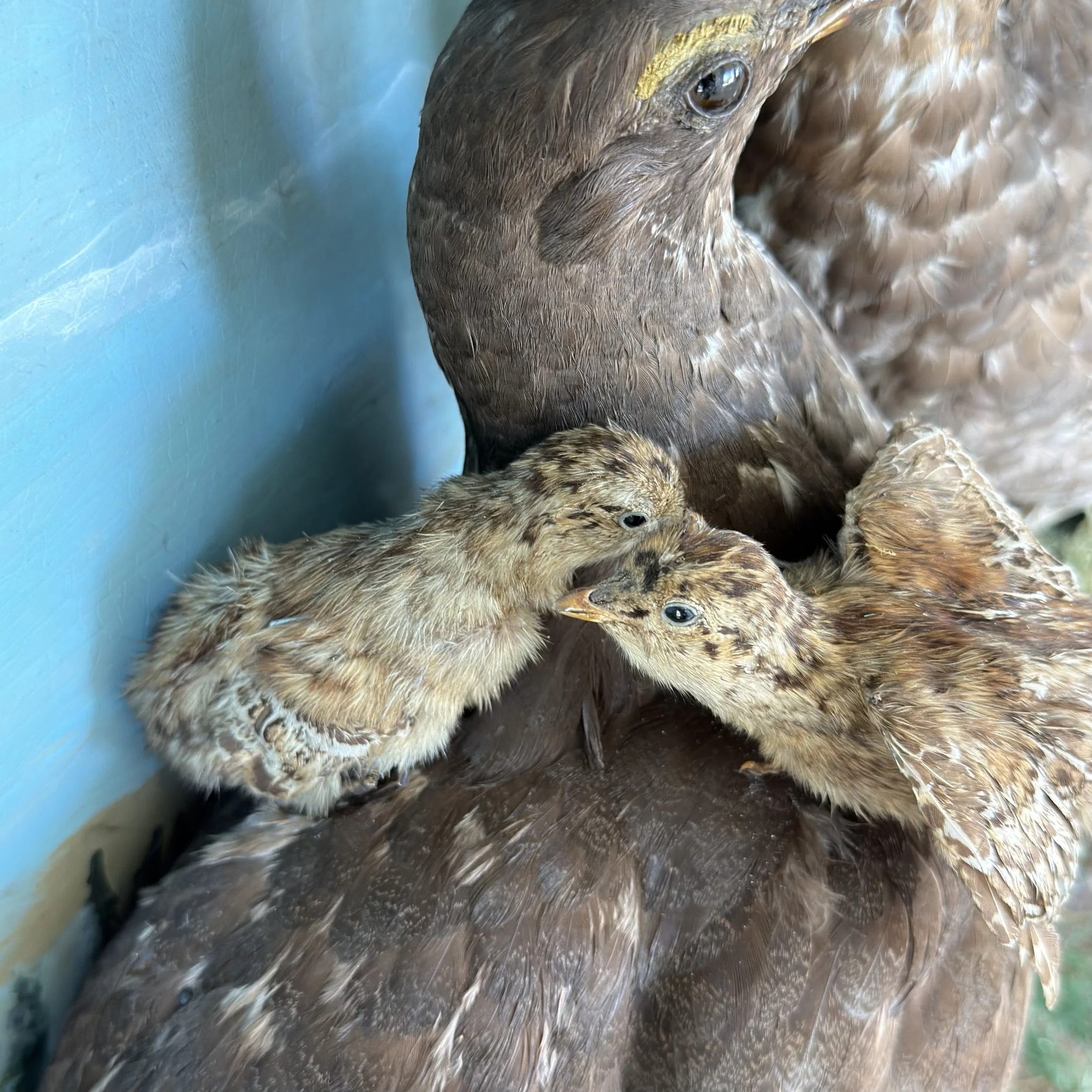 After-Babies in position.jpeg