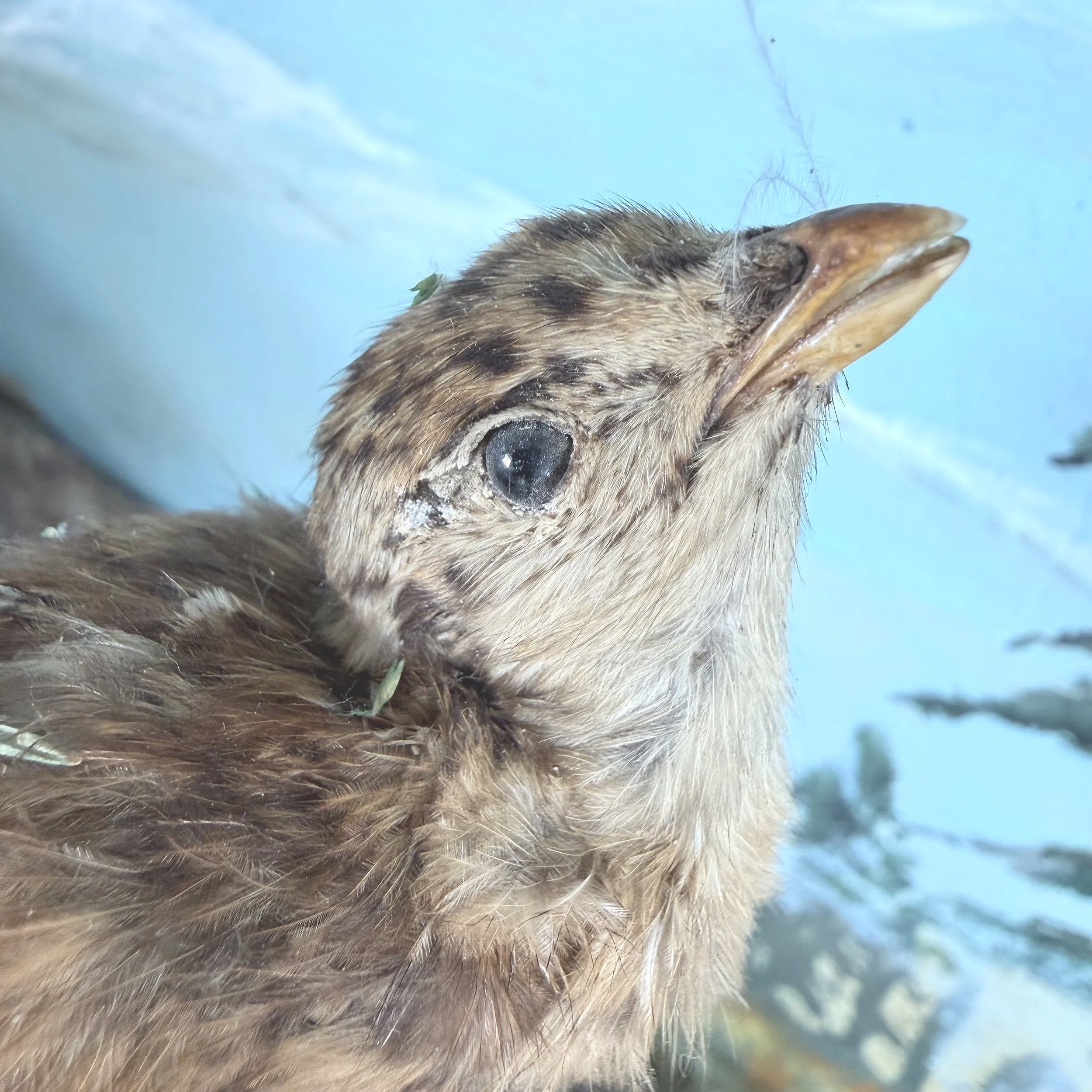 Before-+baby+grouse.jpg