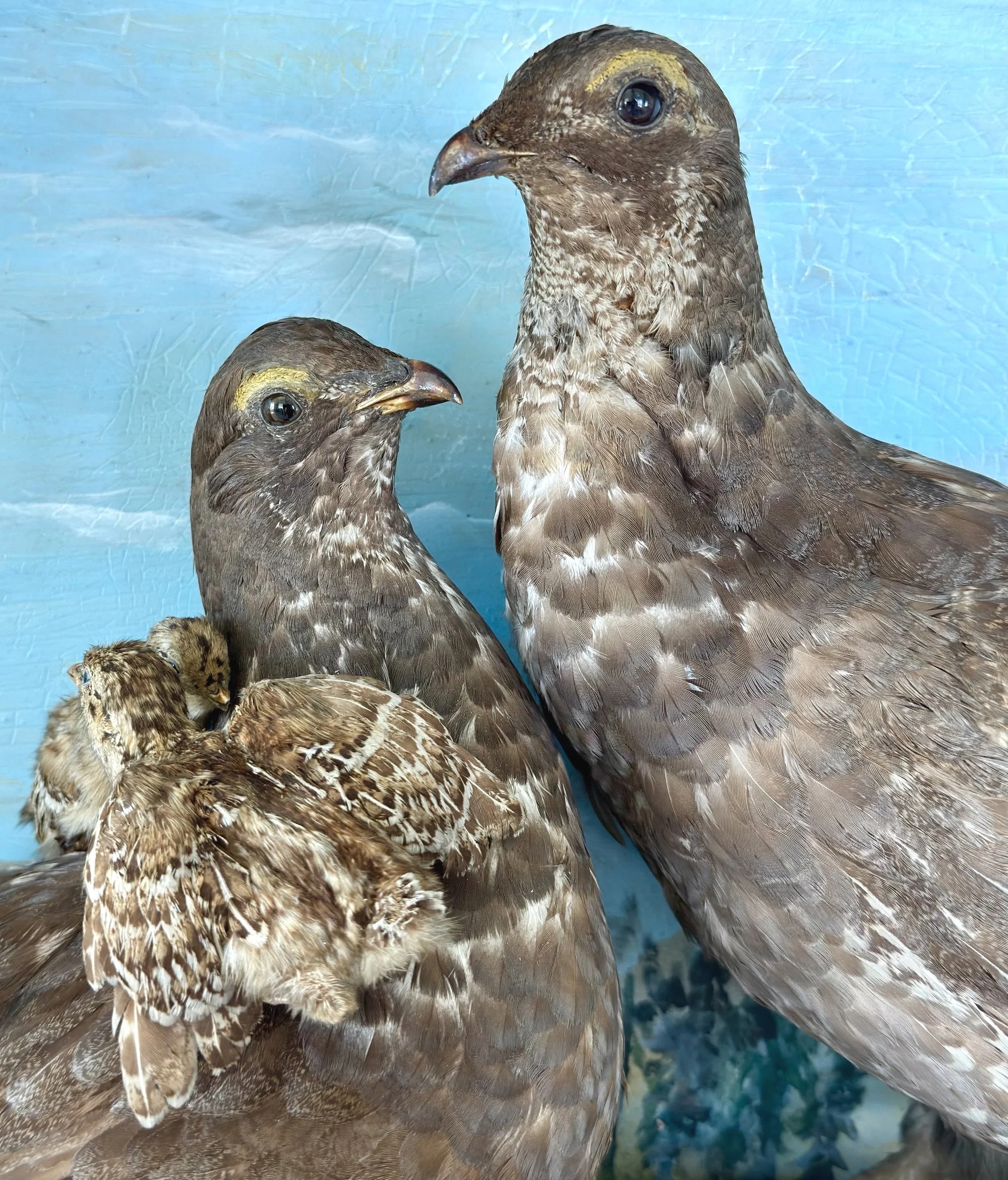 After-neck+feathers+fixed%2C+baby+in+position.jpg