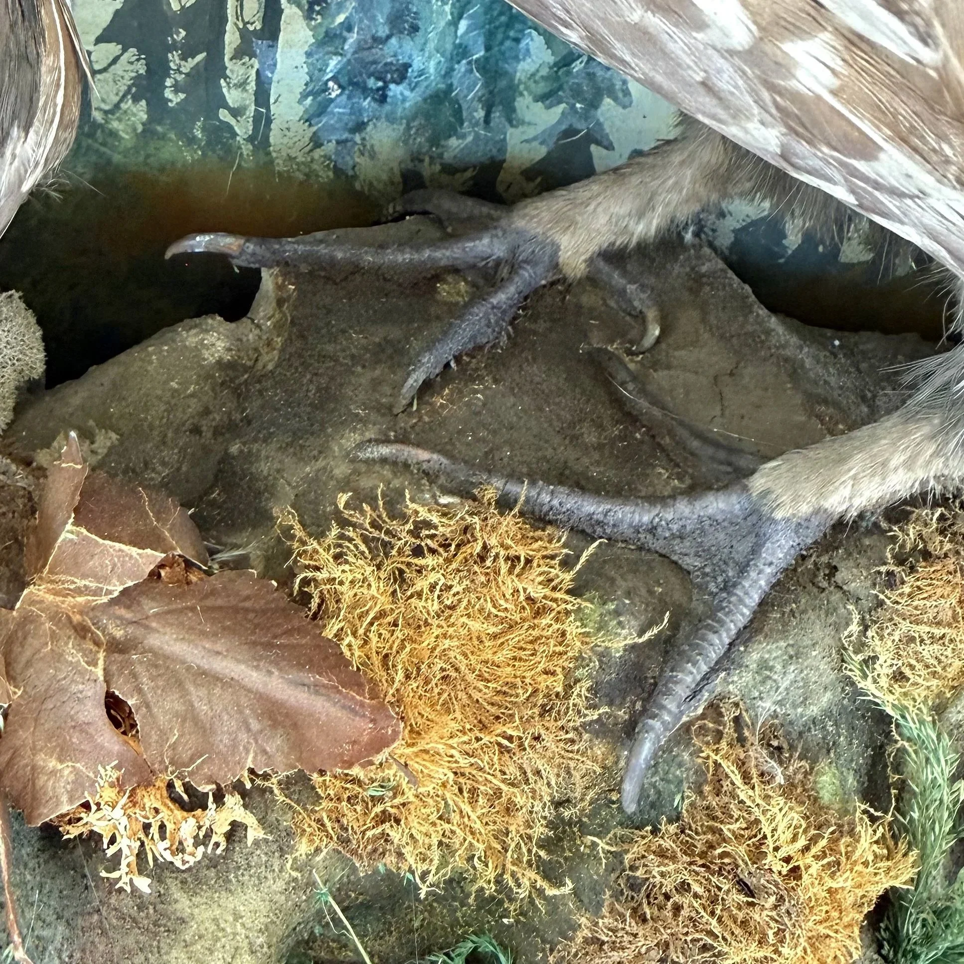 After-Grouse+feet+diorama.jpg