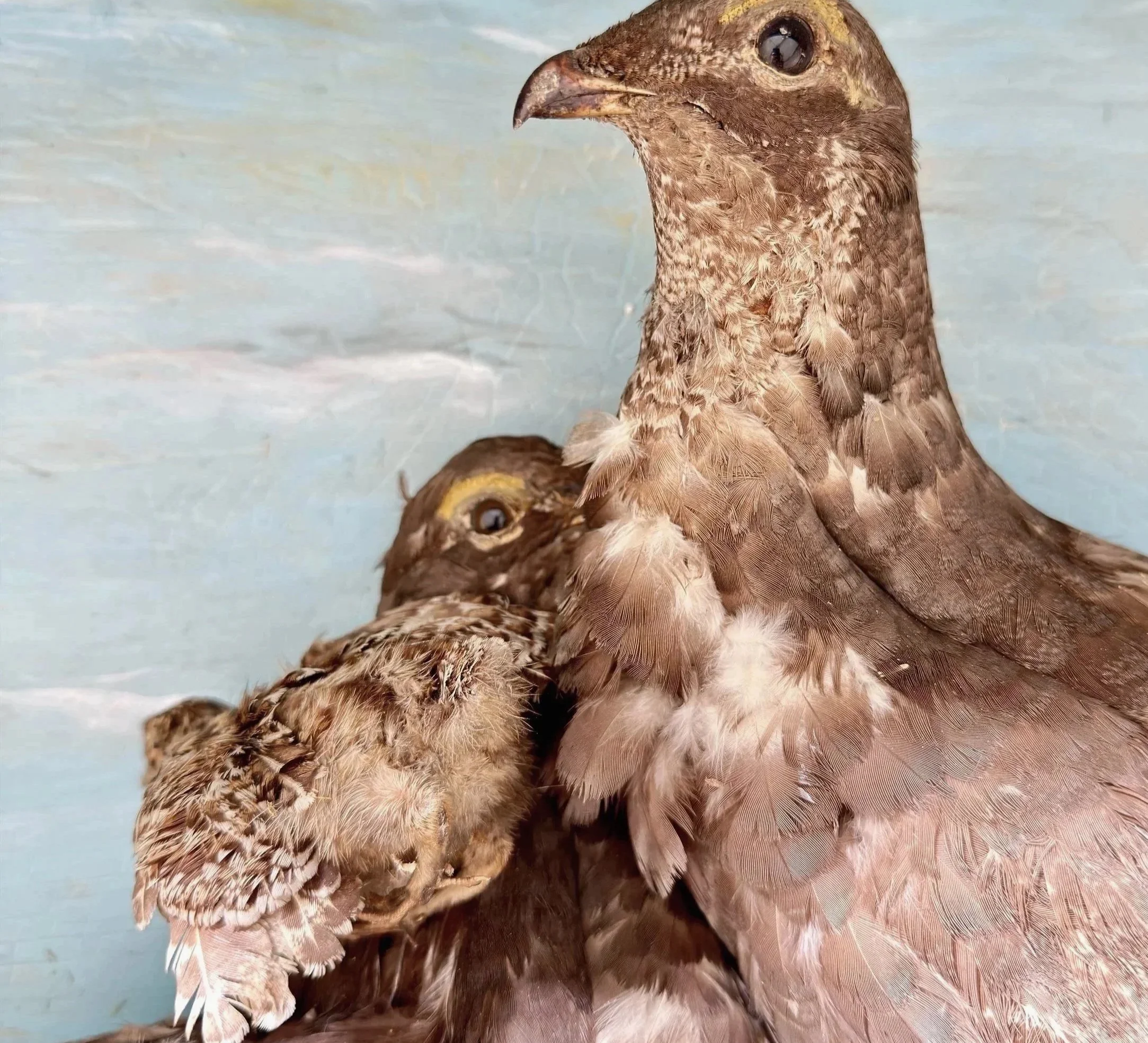 Before-%25252BNeck%25252Bfeathers%25252Bruffled%2525252C%25252Bbaby%25252Bout%25252Bof%25252Bplace.jpg