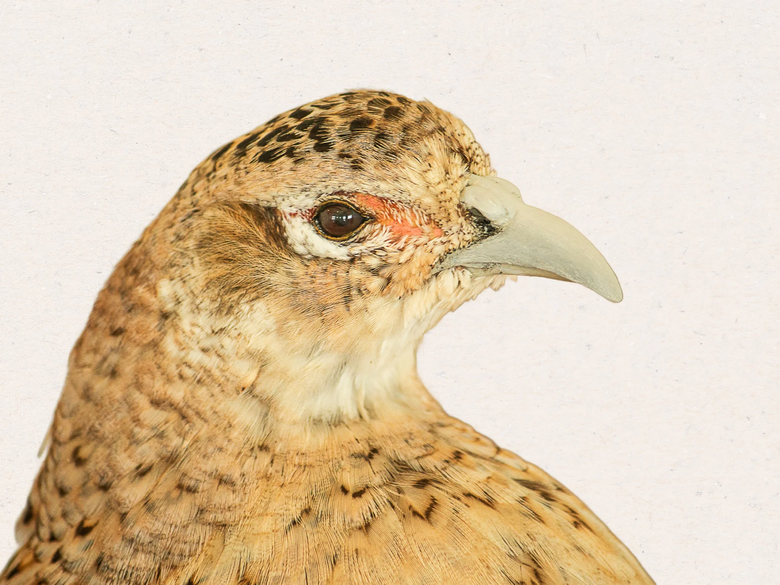 Avian Taxidermy-Pheasant-Hunting-Hen-Mount-California.jpg