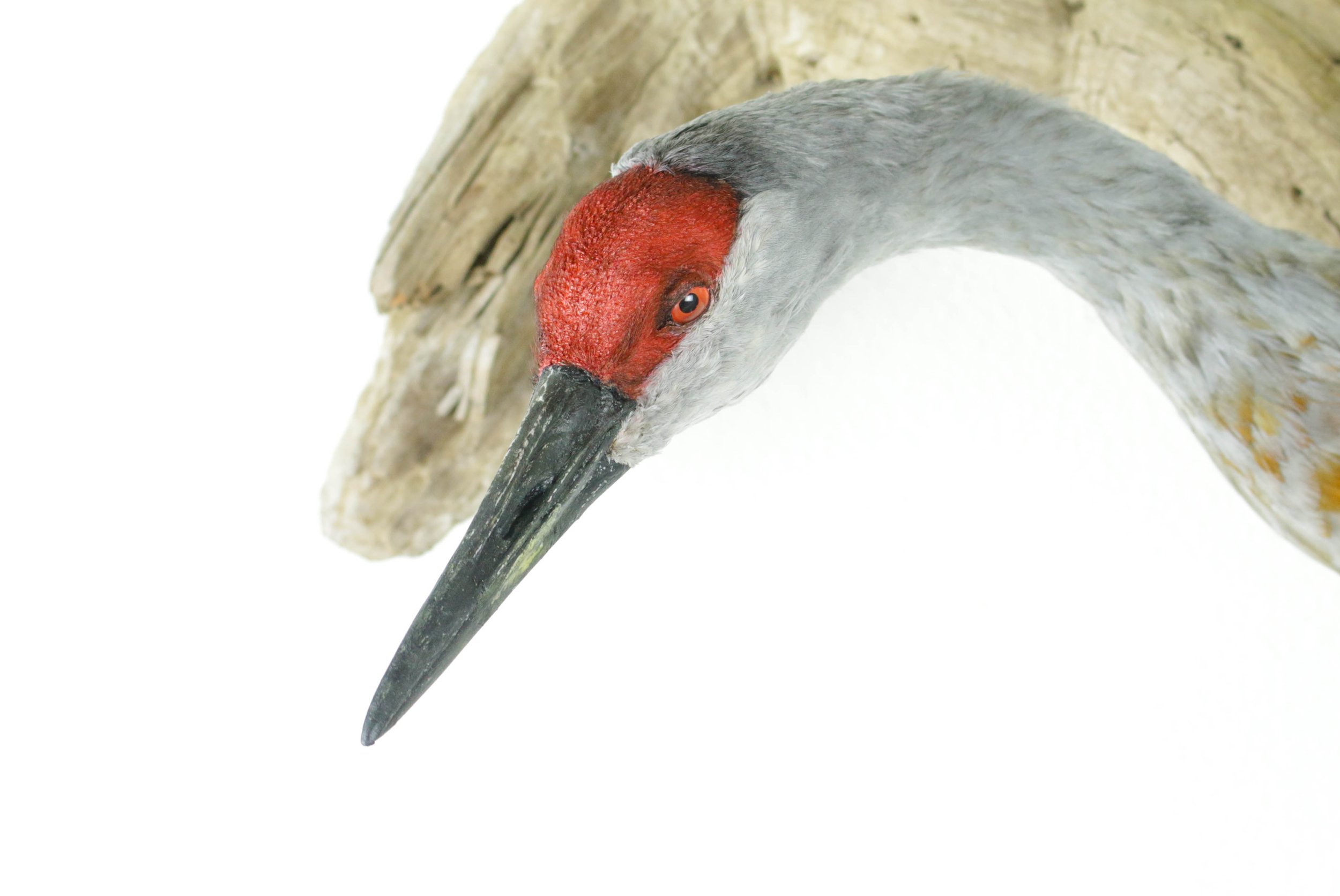 Avian Taxidermy, Jennifer Frost, Sandhill crane bird taxidermy wall mount.jpg