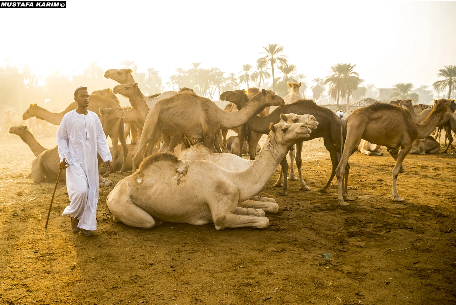 Camel Suq