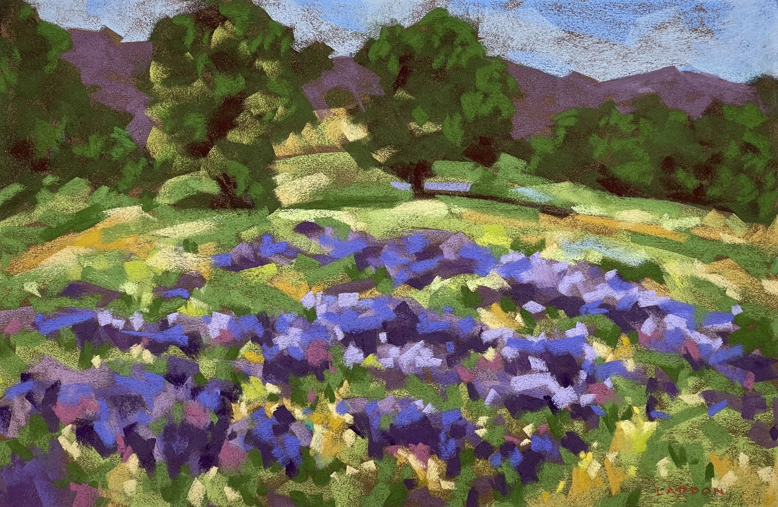 PA 1807 Adelaide Angus Springtime.jpeg