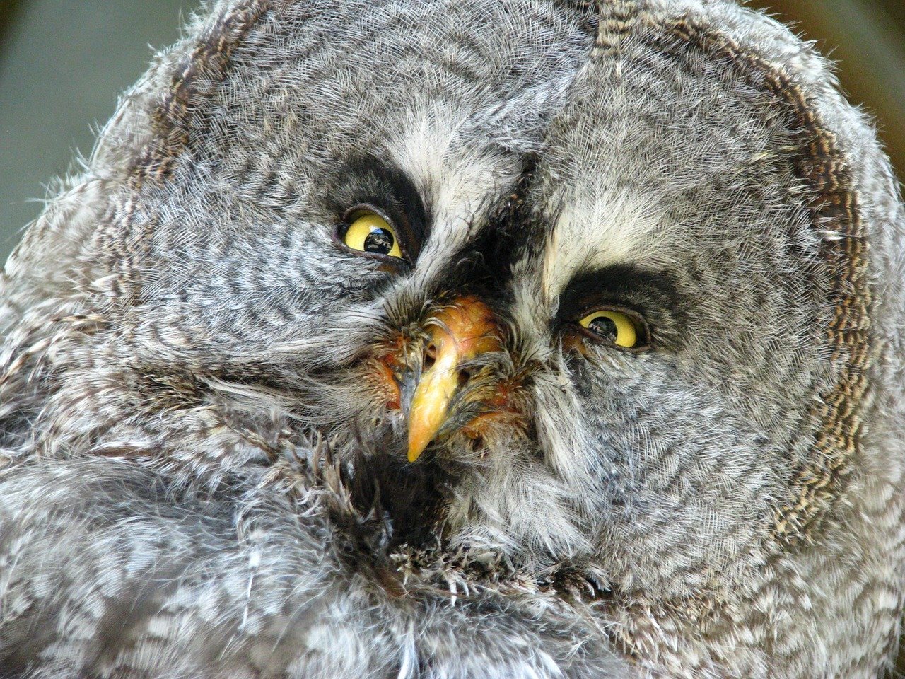bart-owl-.jpg