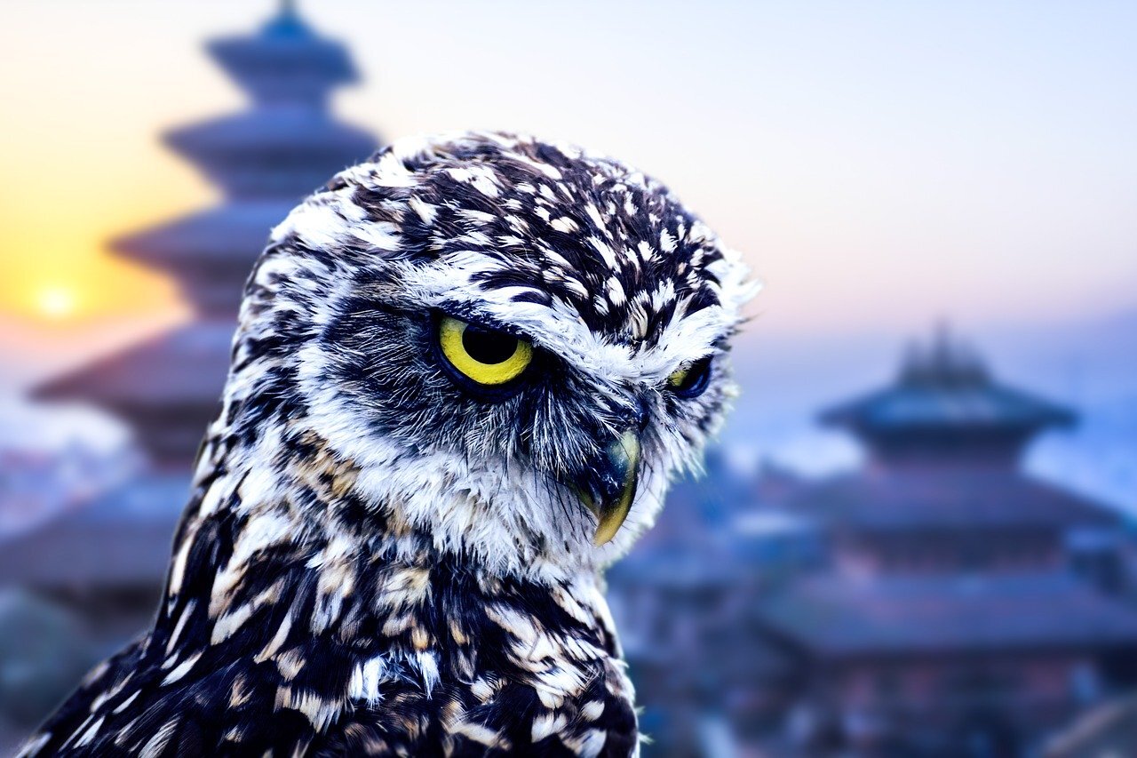 owl-.jpg