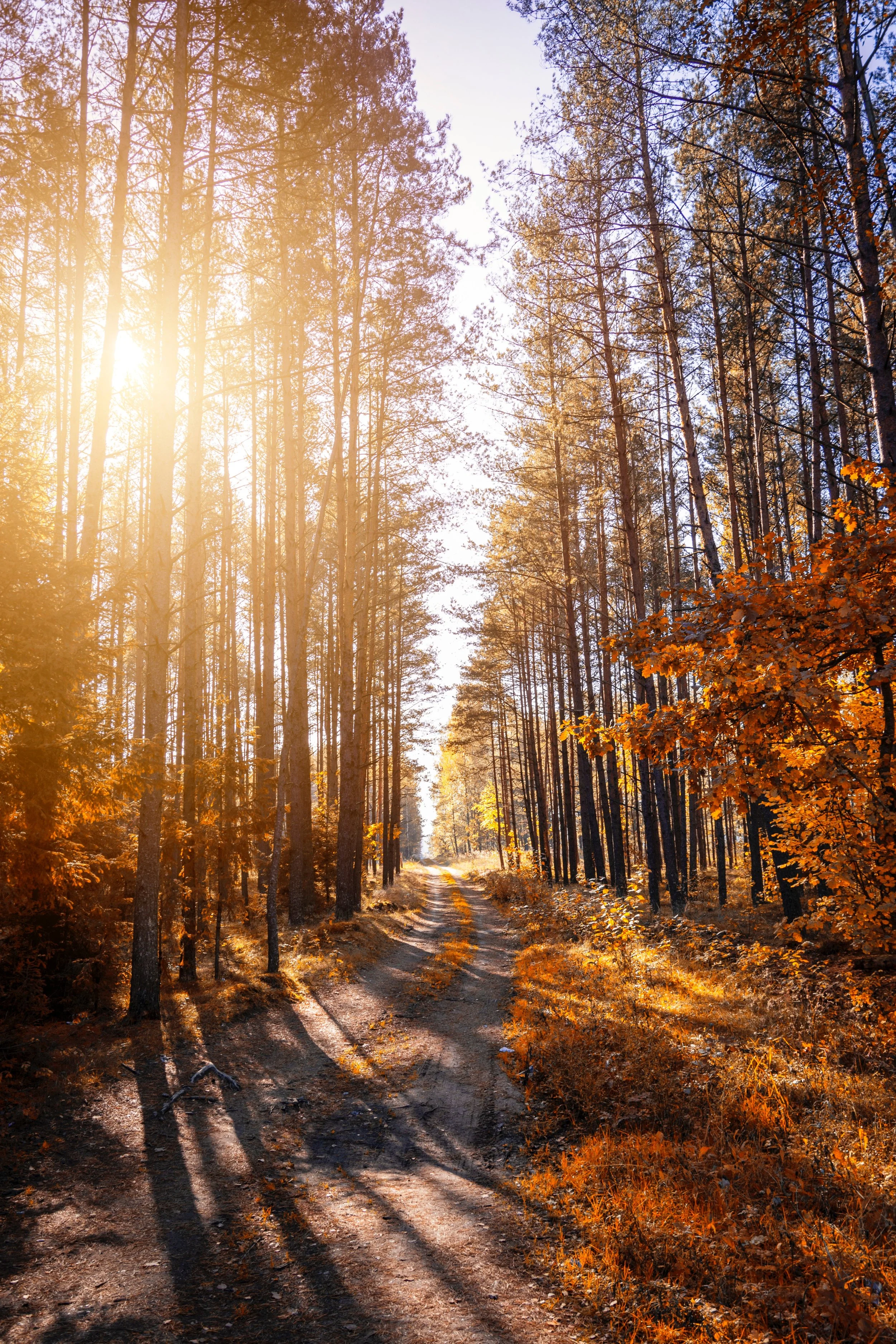 Autumn Picture.jpg