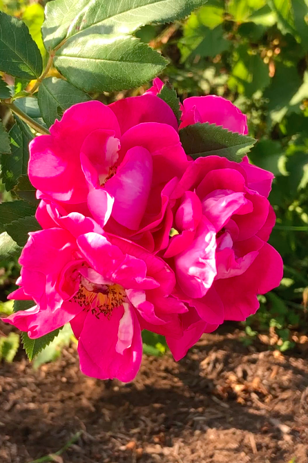 Rose Meditation - Photo.png