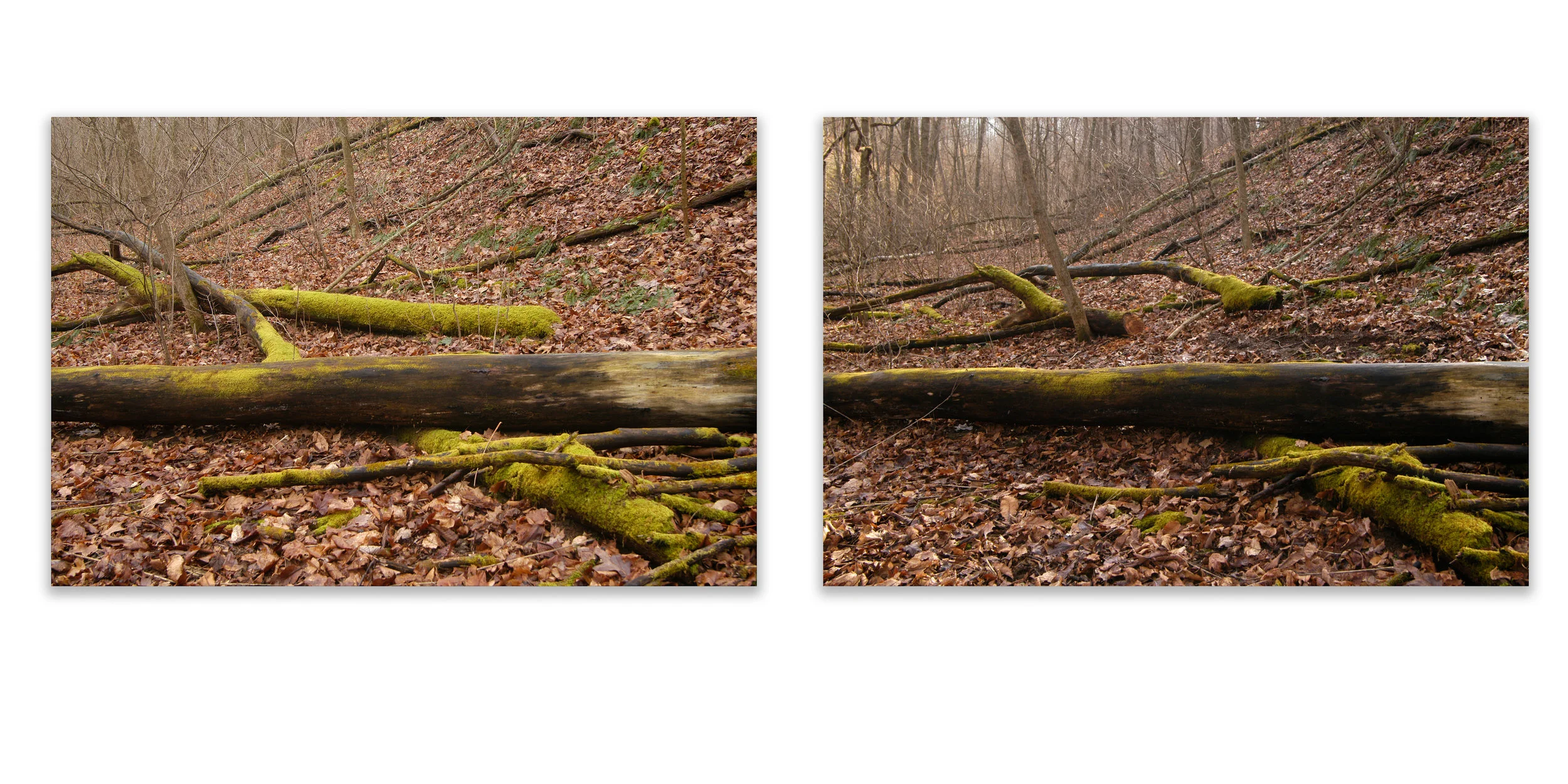 No.1 Removal Archival pigment prints, each 8” x 10” (20 cm x 25 cm) Edition 1/10: $300