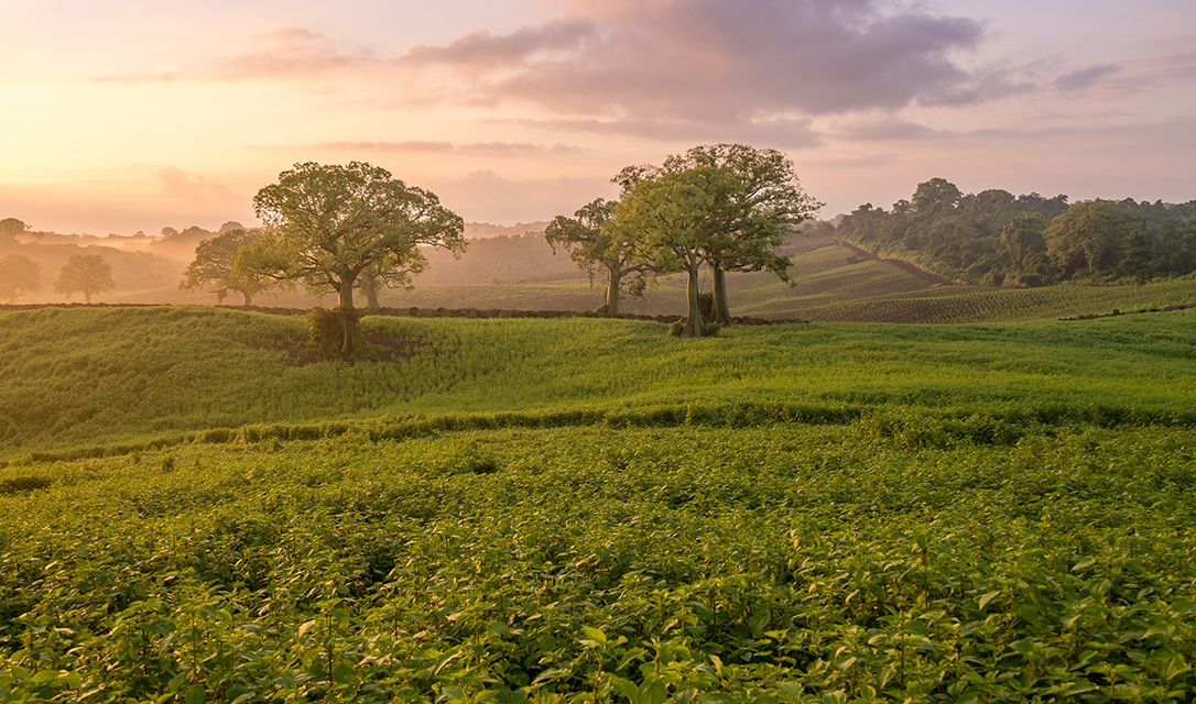 SOUTH AMERICA FARMS