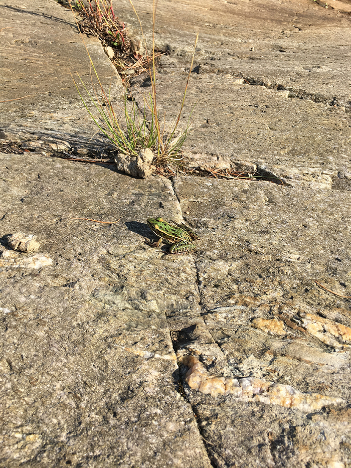 McGregor Bay - Leopard frog