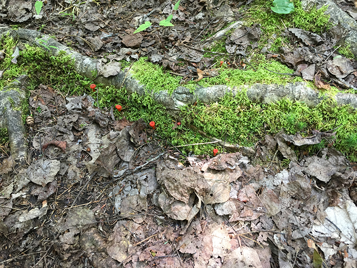 McGregor Bay - Tiny red mushrooms