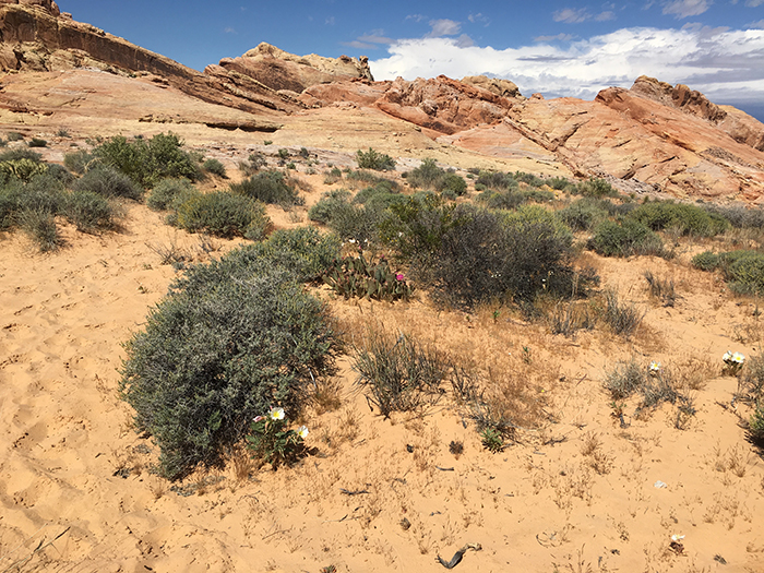 Nevada State Park