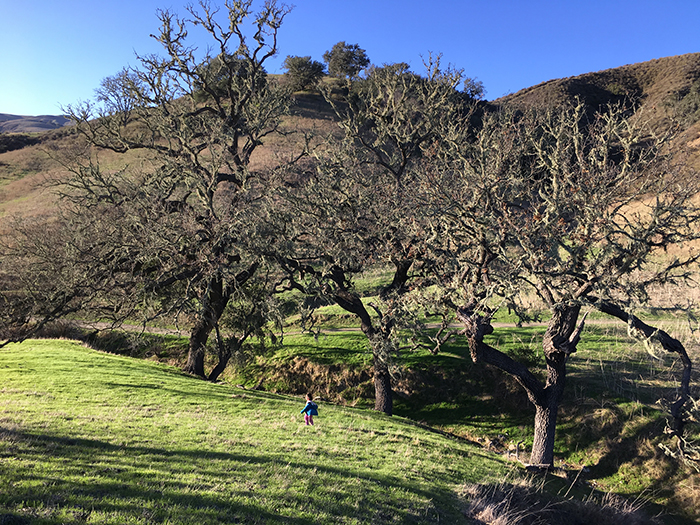 Santa Barbara - Oaks