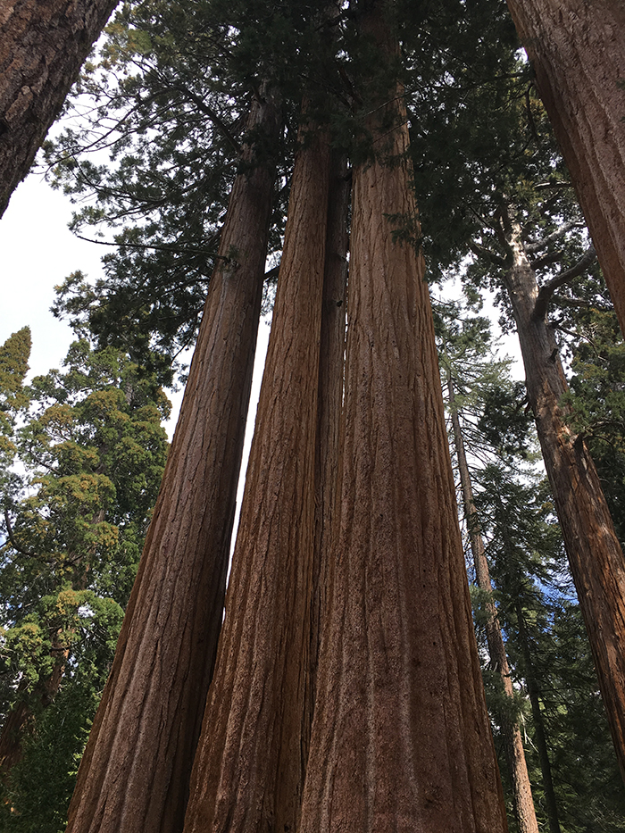 Sequoias