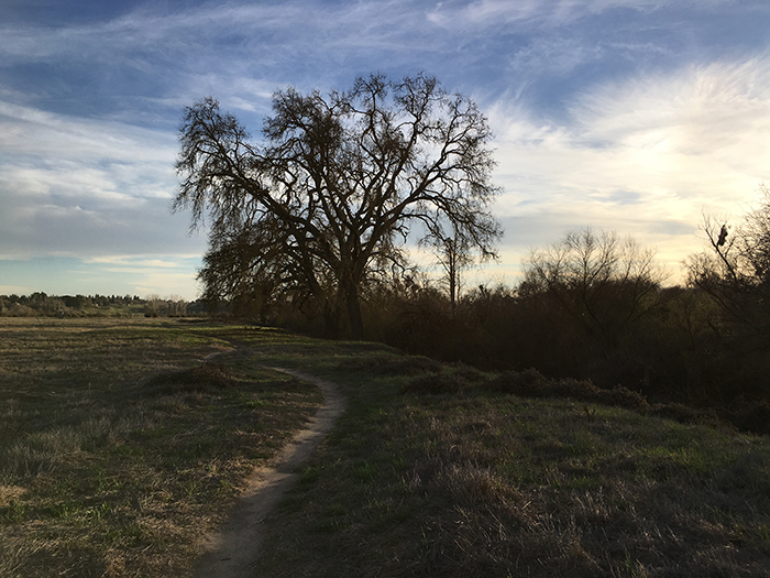 Woodward Park - River oak