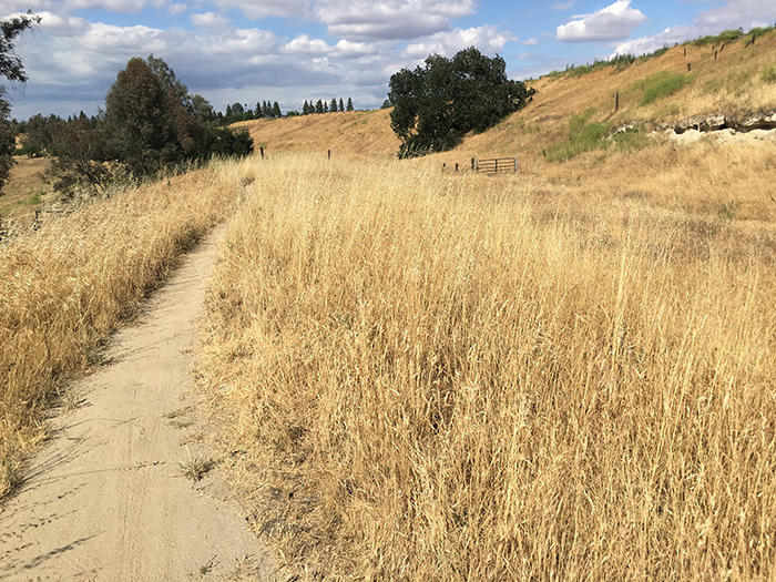 Woodward Park - Dry trail