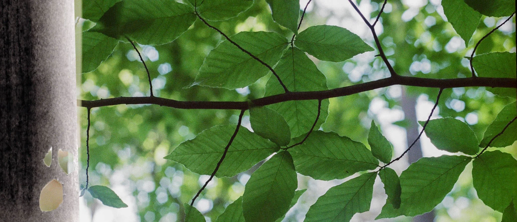 000050870025 copy.jpg