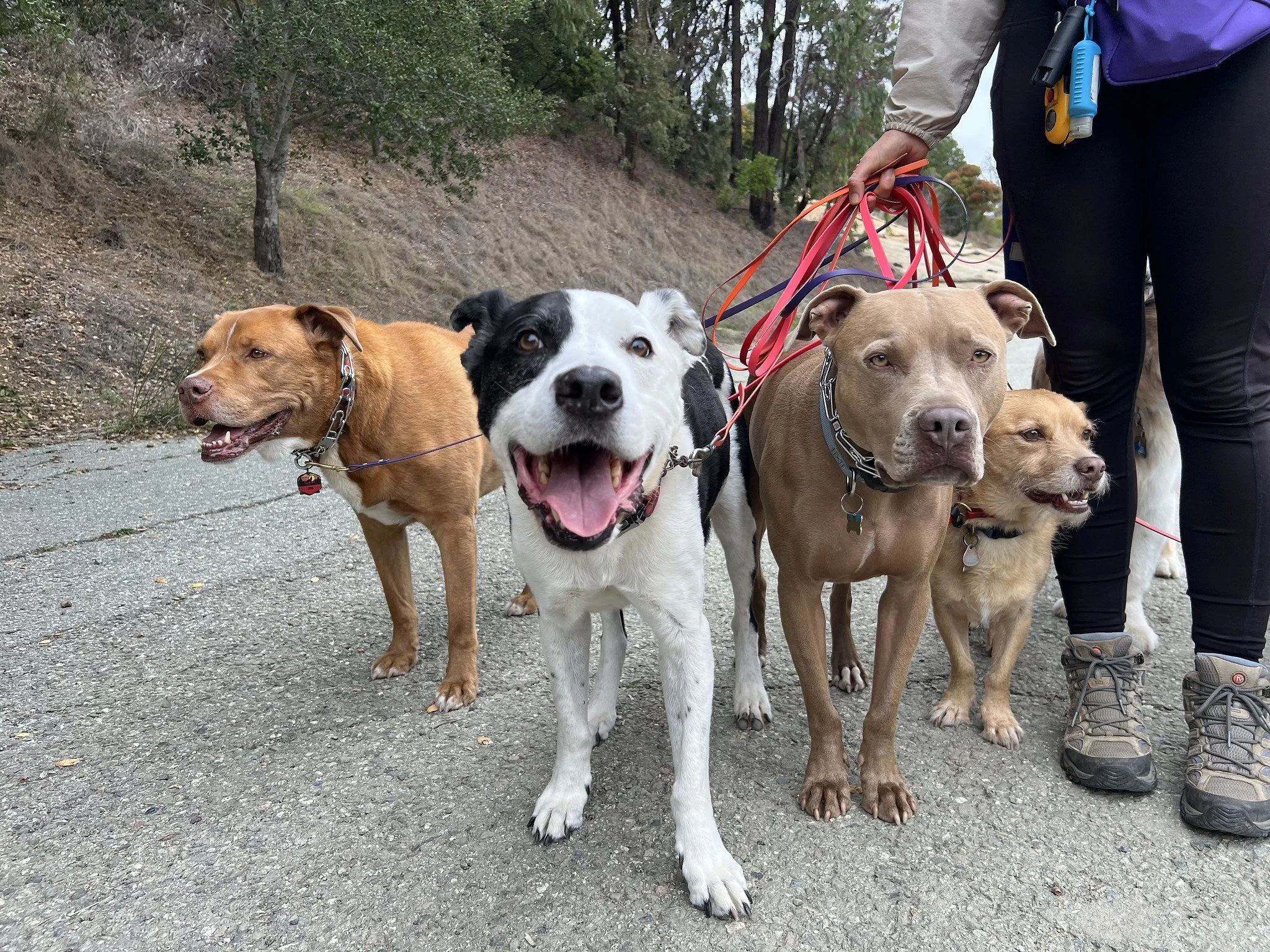 A good dogs