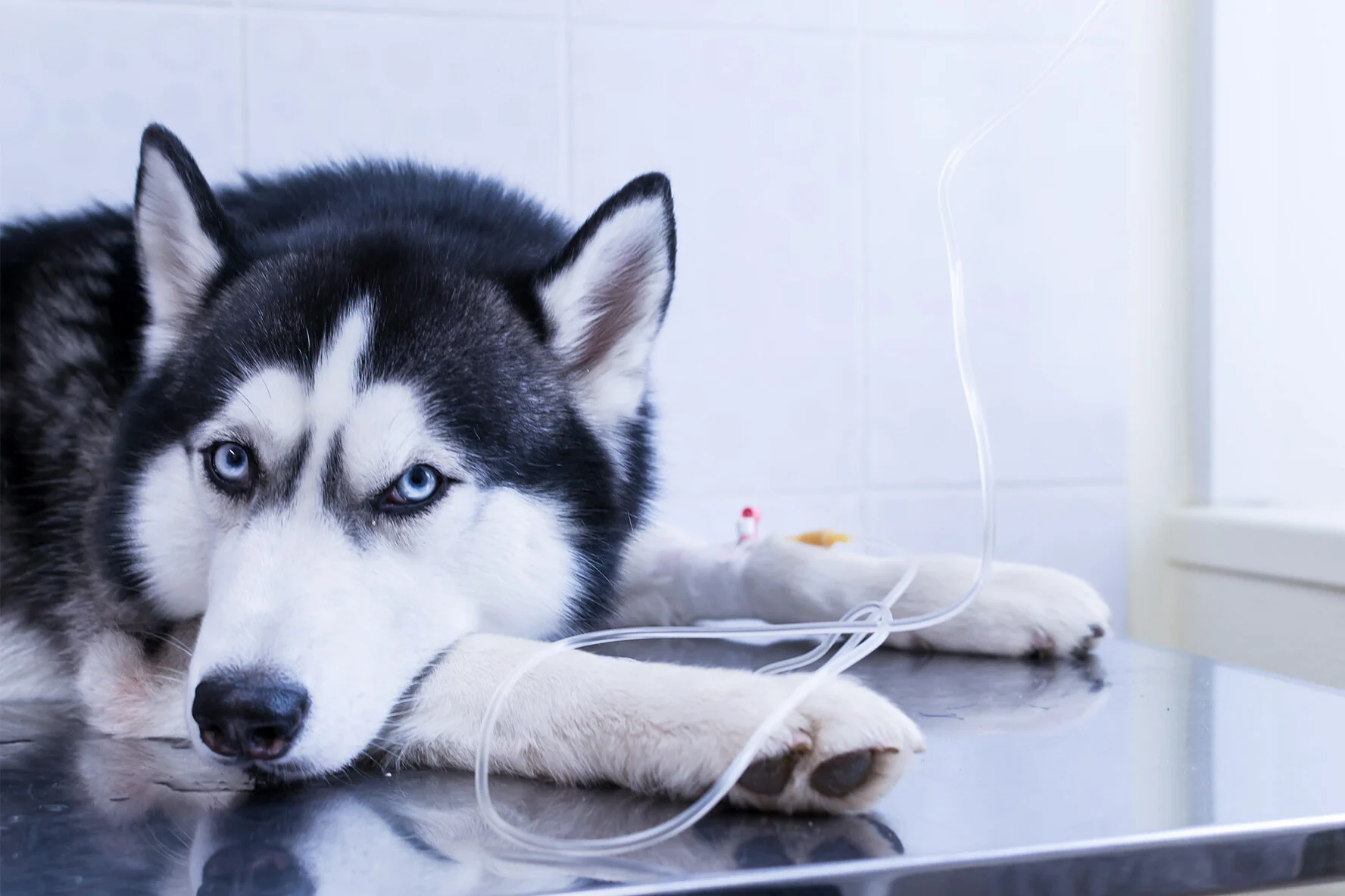 The Best Chemotherapy Treatment For Your Dog Imprimed Ai Driven Personalized Drug Response Prediction For Dog Lymphoma