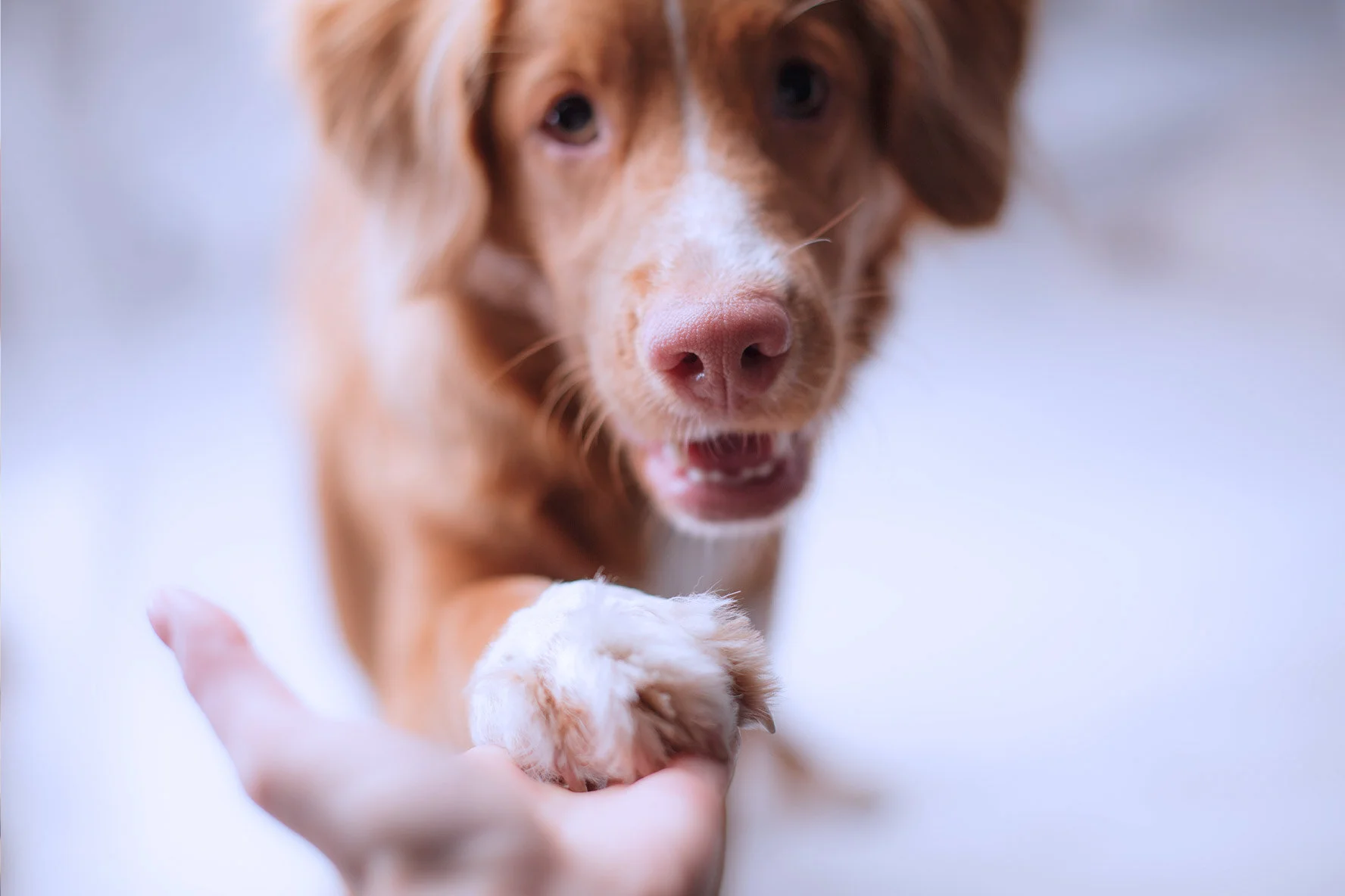Financial Assistance Organizations For Canine Lymphoma Imprimed Ai Driven Personalized Drug Response Prediction For Dog Lymphoma