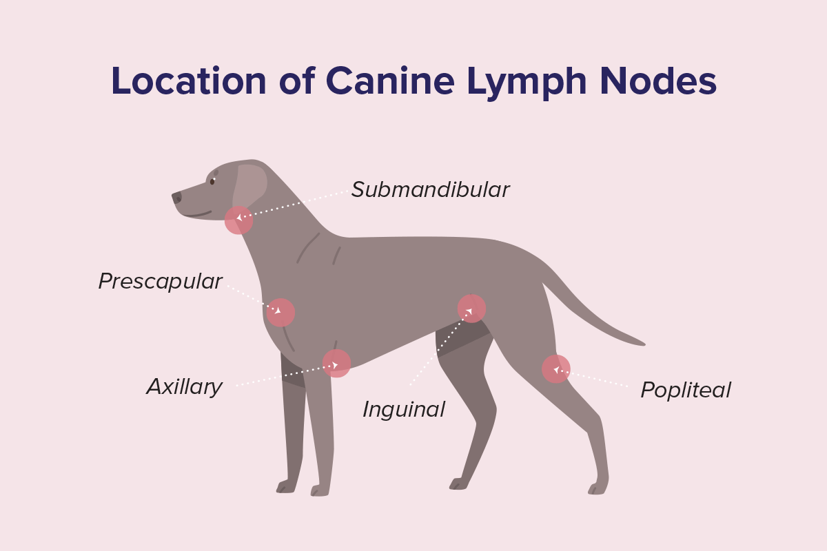 Symptoms Of Canine Lymphoma To Look Out For Imprimed Ai Driven Personalized Drug Response Prediction For Dog Lymphoma