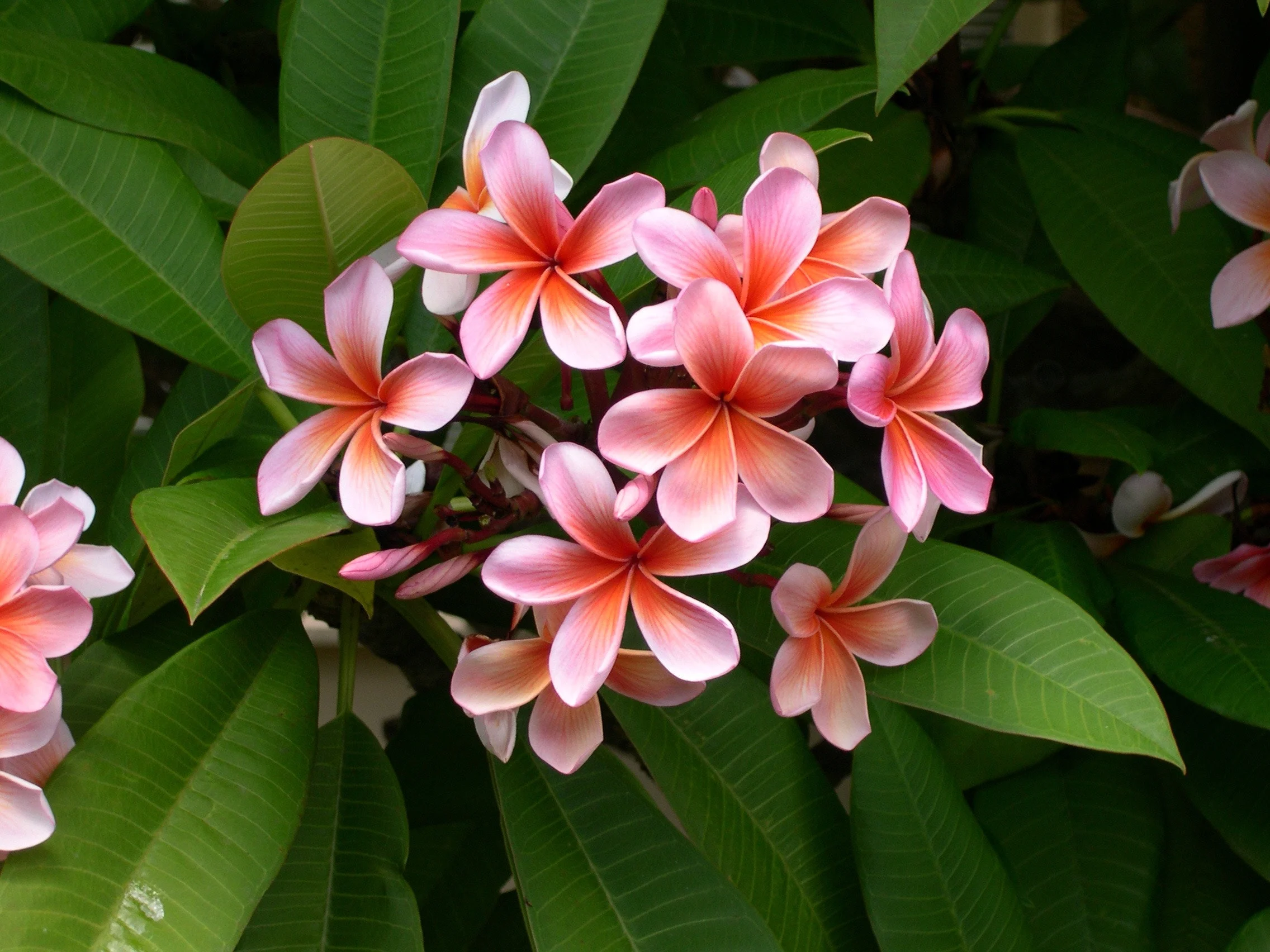 bloom-blossom-flora-63609.jpg