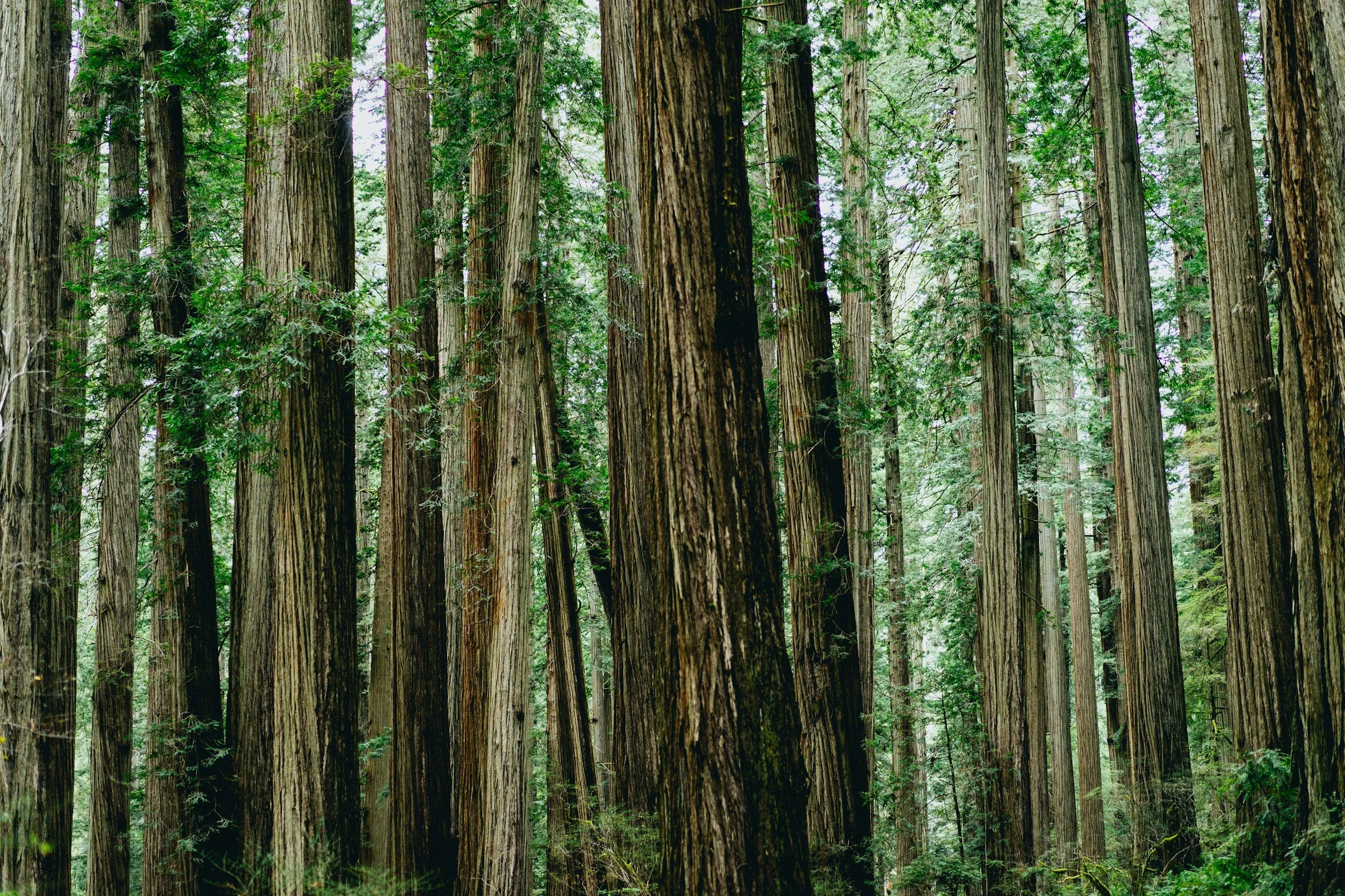 unsplash-image-4rIdtfloi0g.jpg