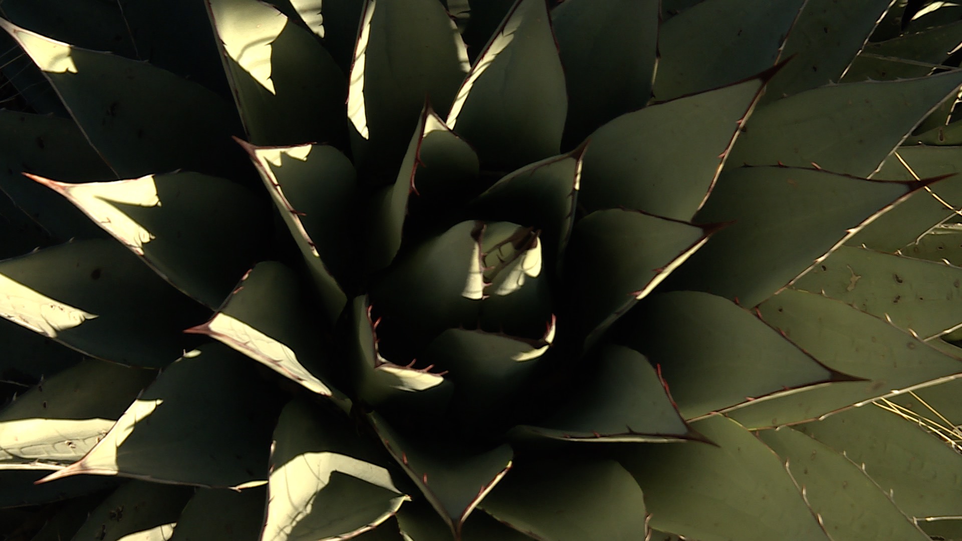 Guadalupe Mountains 2.jpg