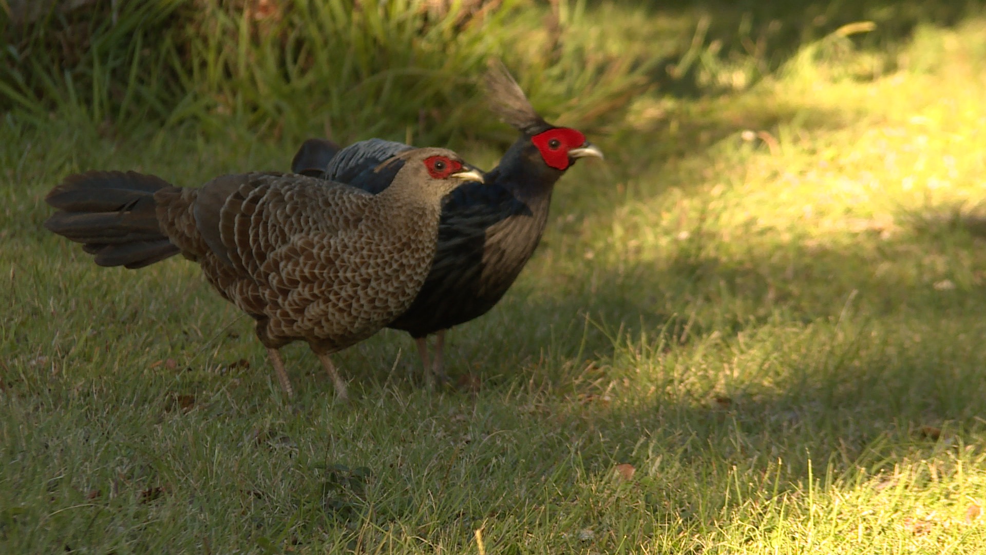 Pheasants Hawaii.jpg