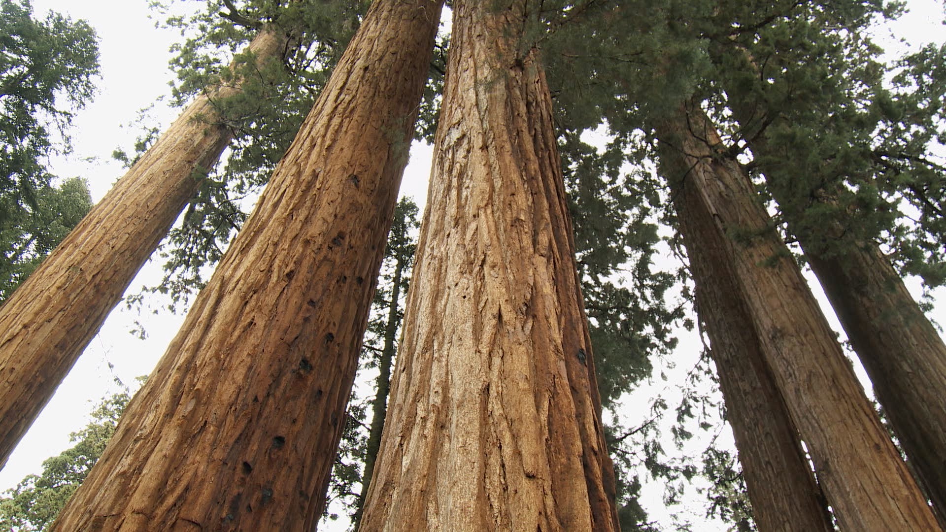 Sequoia Nat Park.jpg