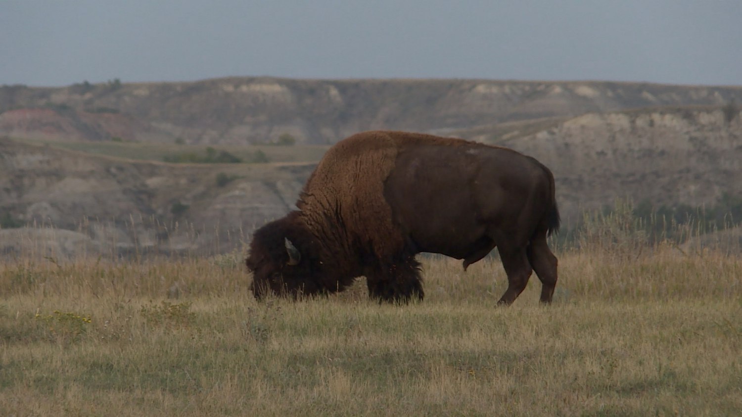 batch_Buffalo.jpg